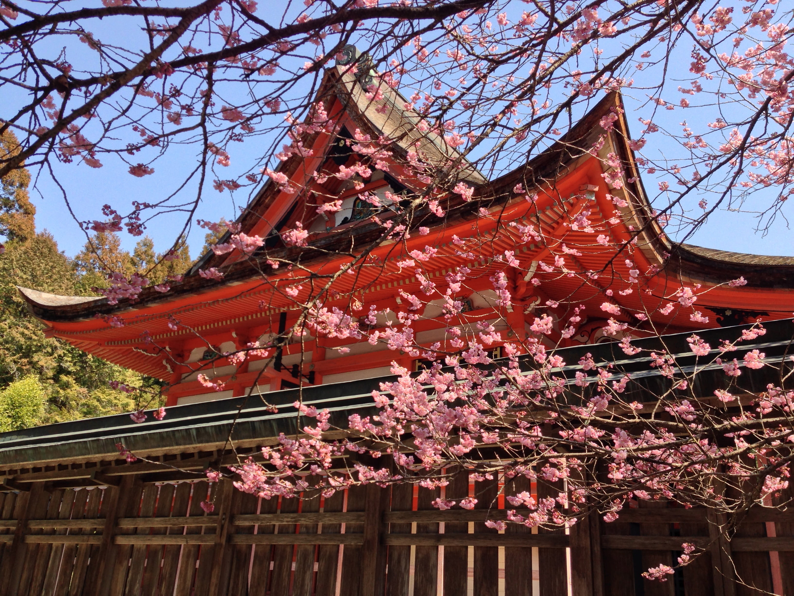 built structure, shrine, place of worship, kyoto City, 2K, religion, day, daytime, asia, springtime, kyoto Prefecture, no people, beside, building exterior, HD Wallpaper