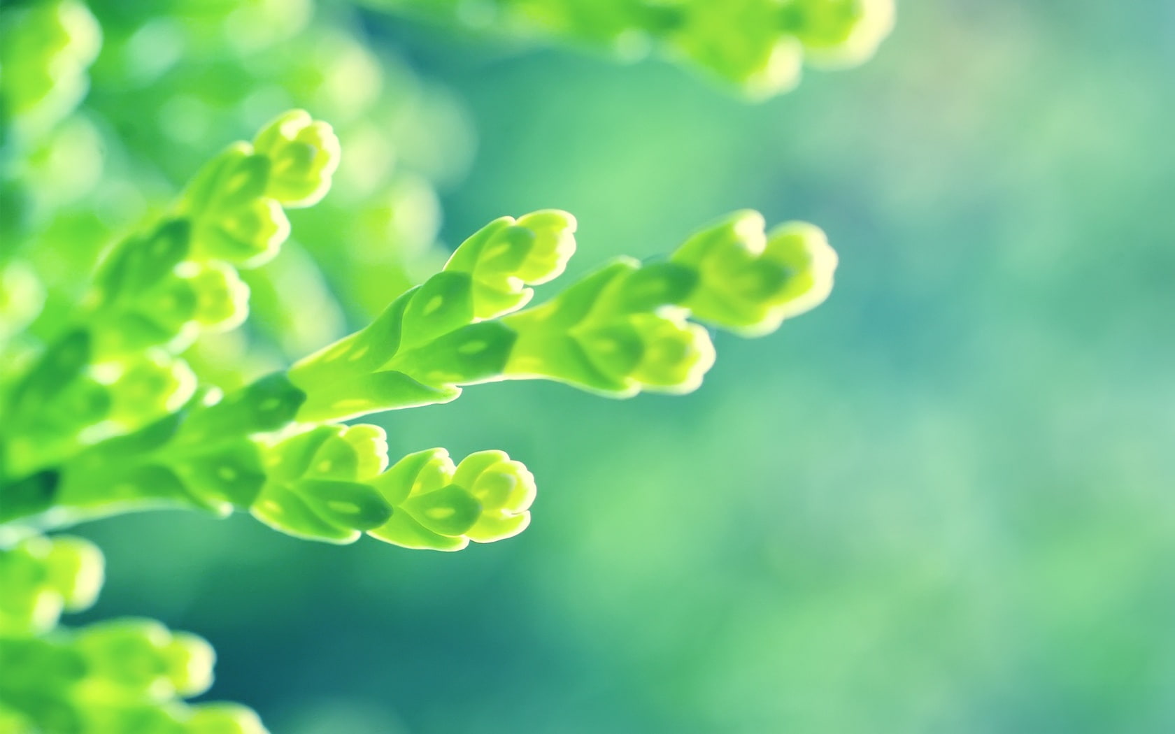close, 720P, Seductive, Green, Fresh, Shoots, HD Wallpaper