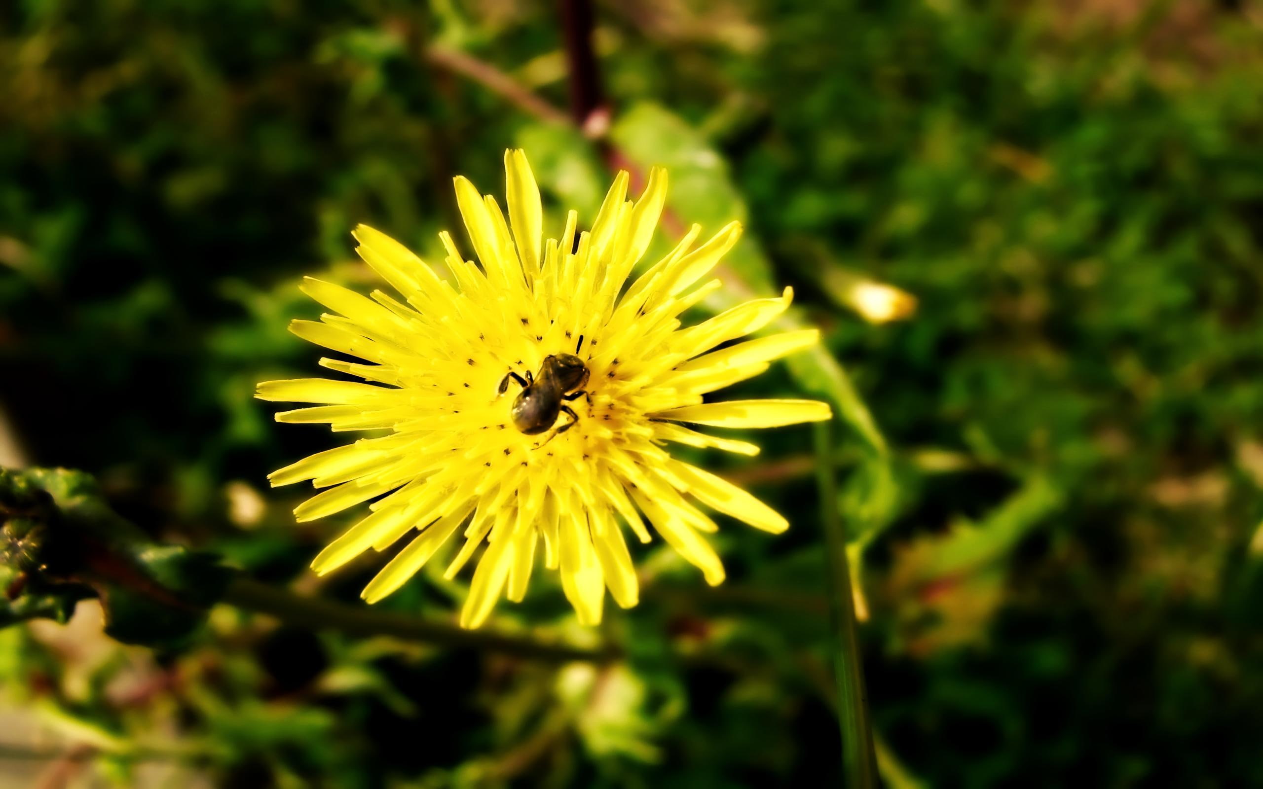 grass, guest, nature, 3d and abstract, flower, 2K, insect, HD Wallpaper