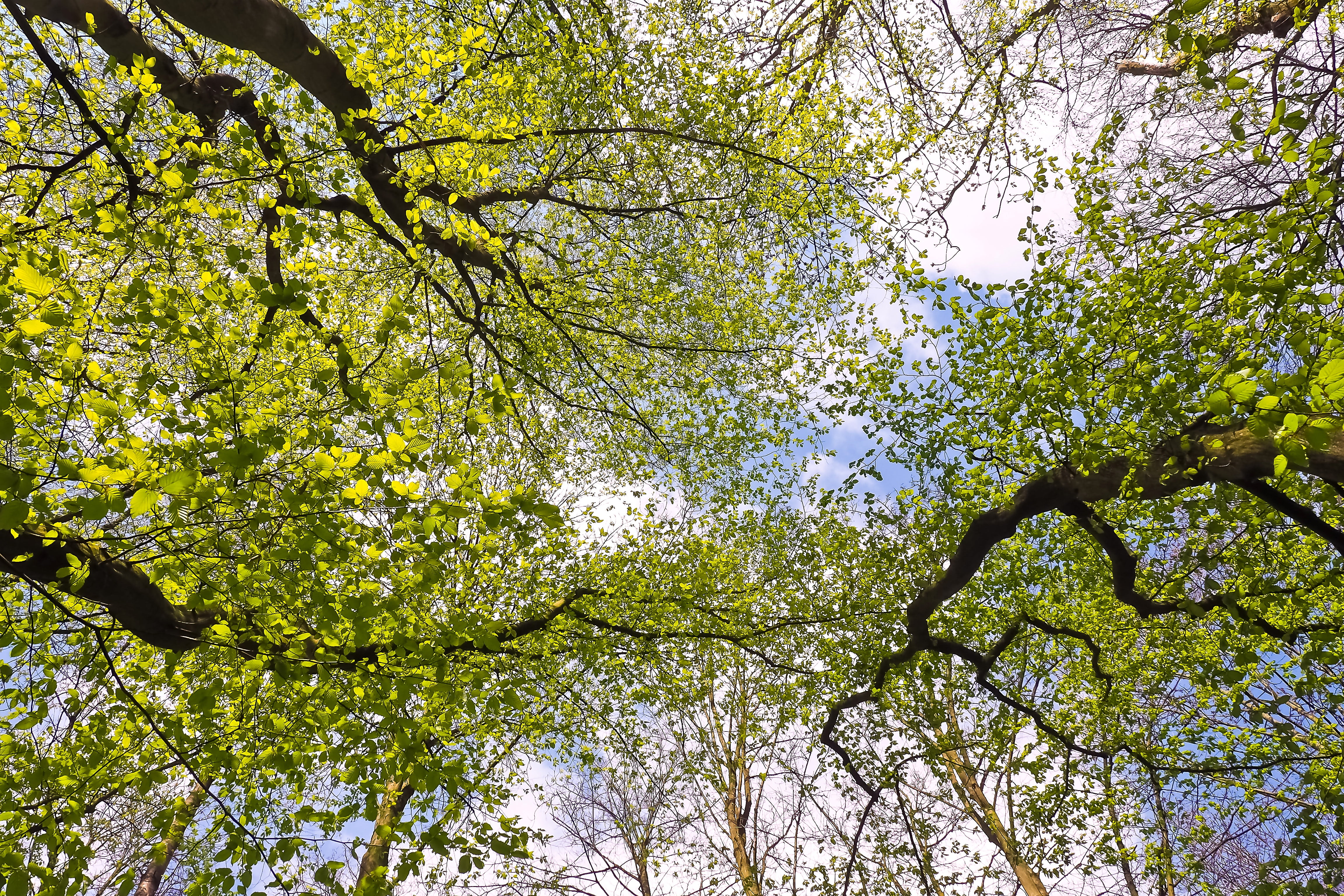 blue, backgrounds, sky, low angle view, foliage, yellow green, branch, tree canopy, landscape, springtime, clouds, forest, spring, outdoors, plant, branches, HD Wallpaper