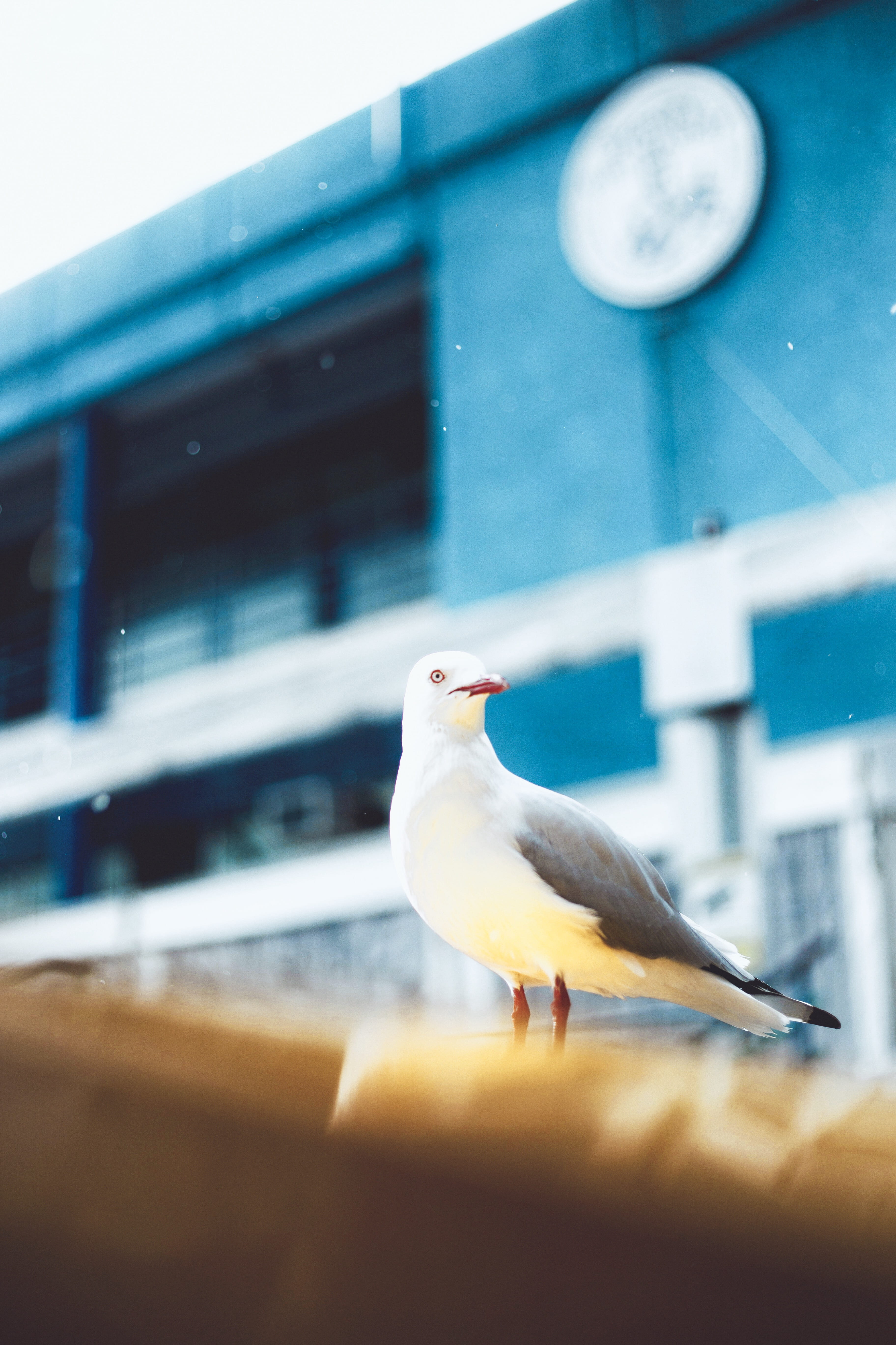 inspire, building, animal, fly, insipration, 5K, inspiration, animals in the wild, beach, no people, trip, animal themes, gray, built structure, animal wildlife, Phone HD Wallpaper