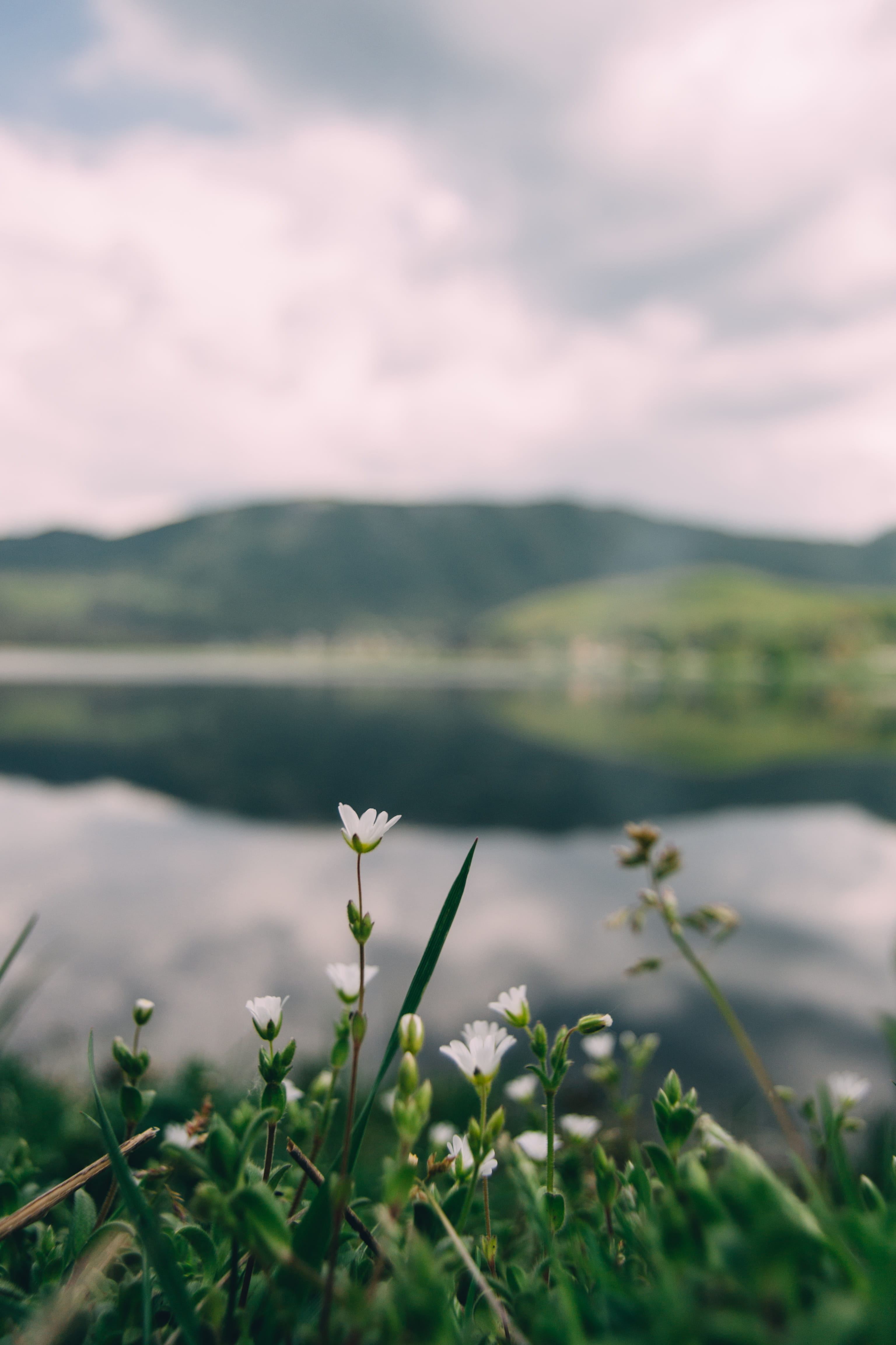 green color, water, no people, landscape, tranquil scene, cloud, mountain, plant, lago, grass, flower, vegetation, cute, montagne, lake, scenics - nature, Phone HD Wallpaper
