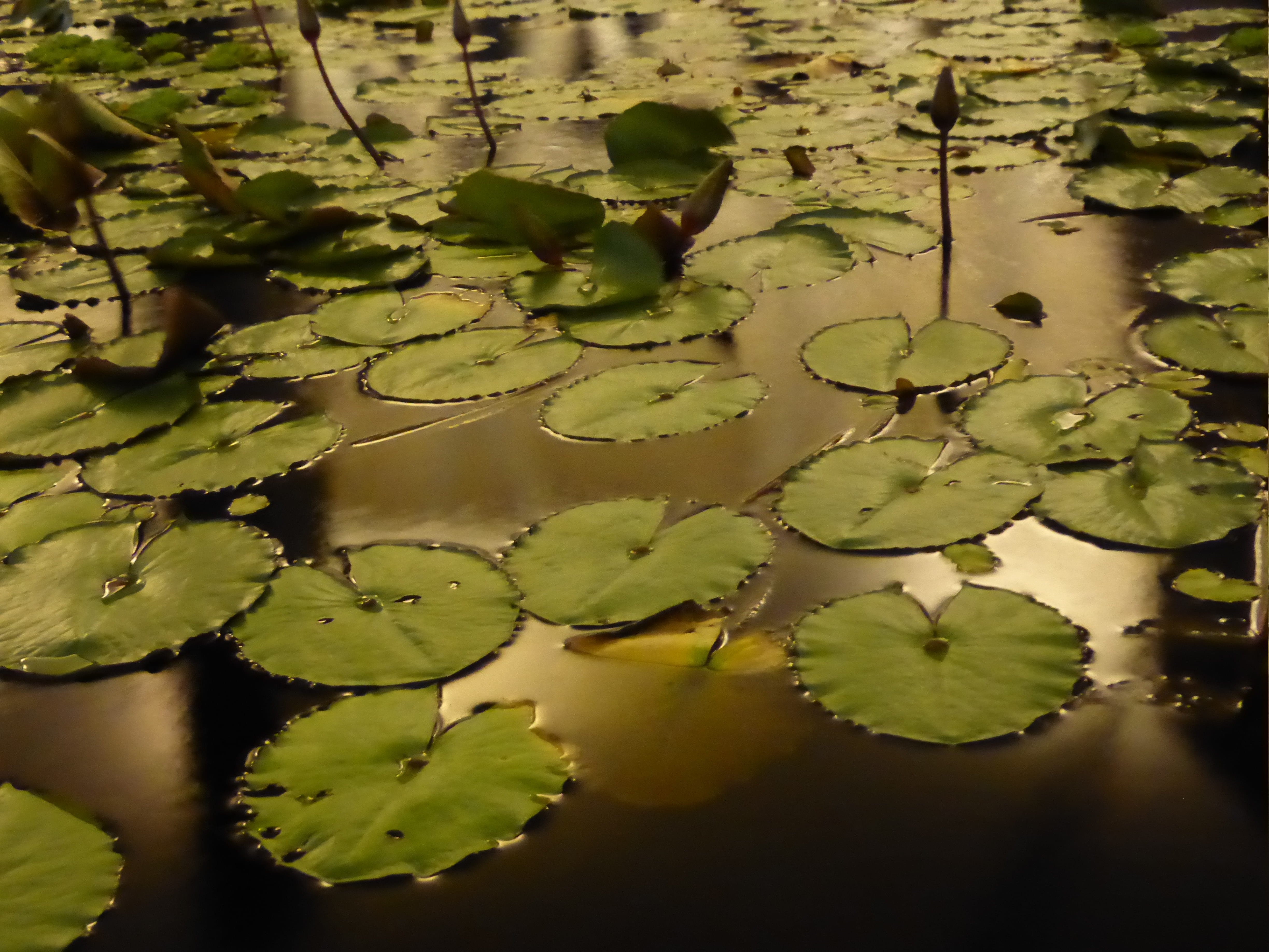 day, dark, lily, growth, pond, marina bay sands, green, high angle view, outdoors, pond plants, leaf, floating, night, 4K, stalk, plant, green color, nymphaeasceae, HD Wallpaper