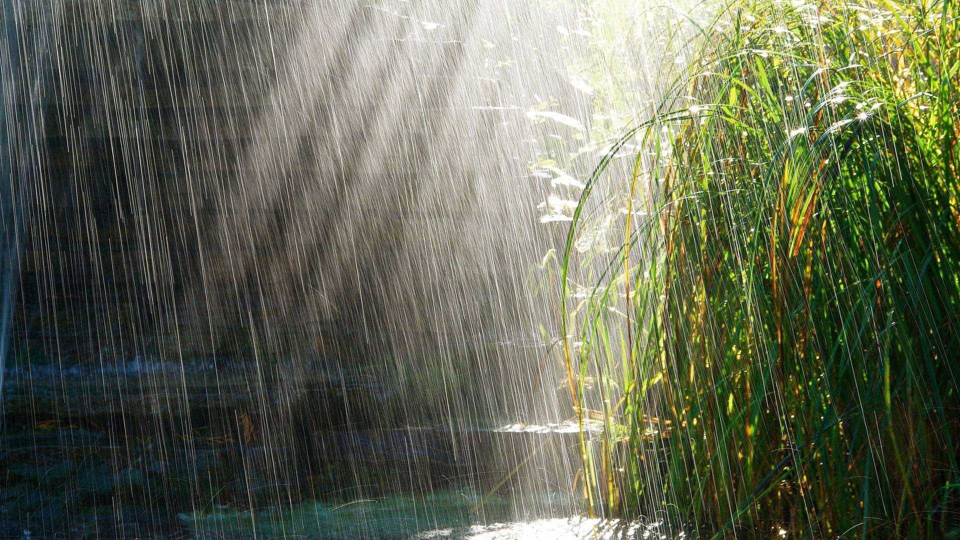 bushes, 1080P, light, rain, summer, heavy rain, HD Wallpaper