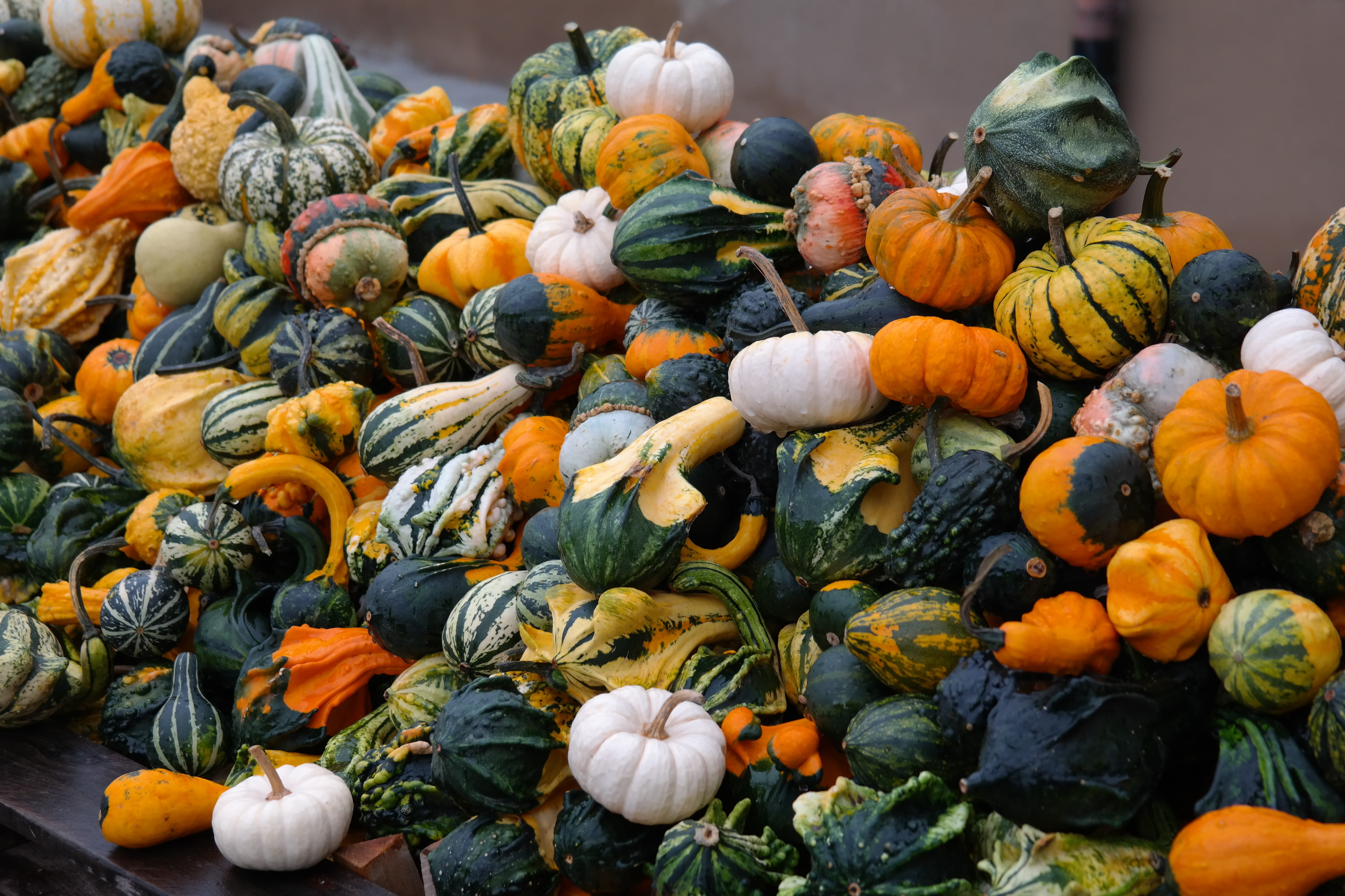 outdoors, mix, pumpkin, no people, photo, squash - vegetable, autumn, various, abundance, plant, patty pan squash, day, diversity, healthy eating, baby boo, HD Wallpaper
