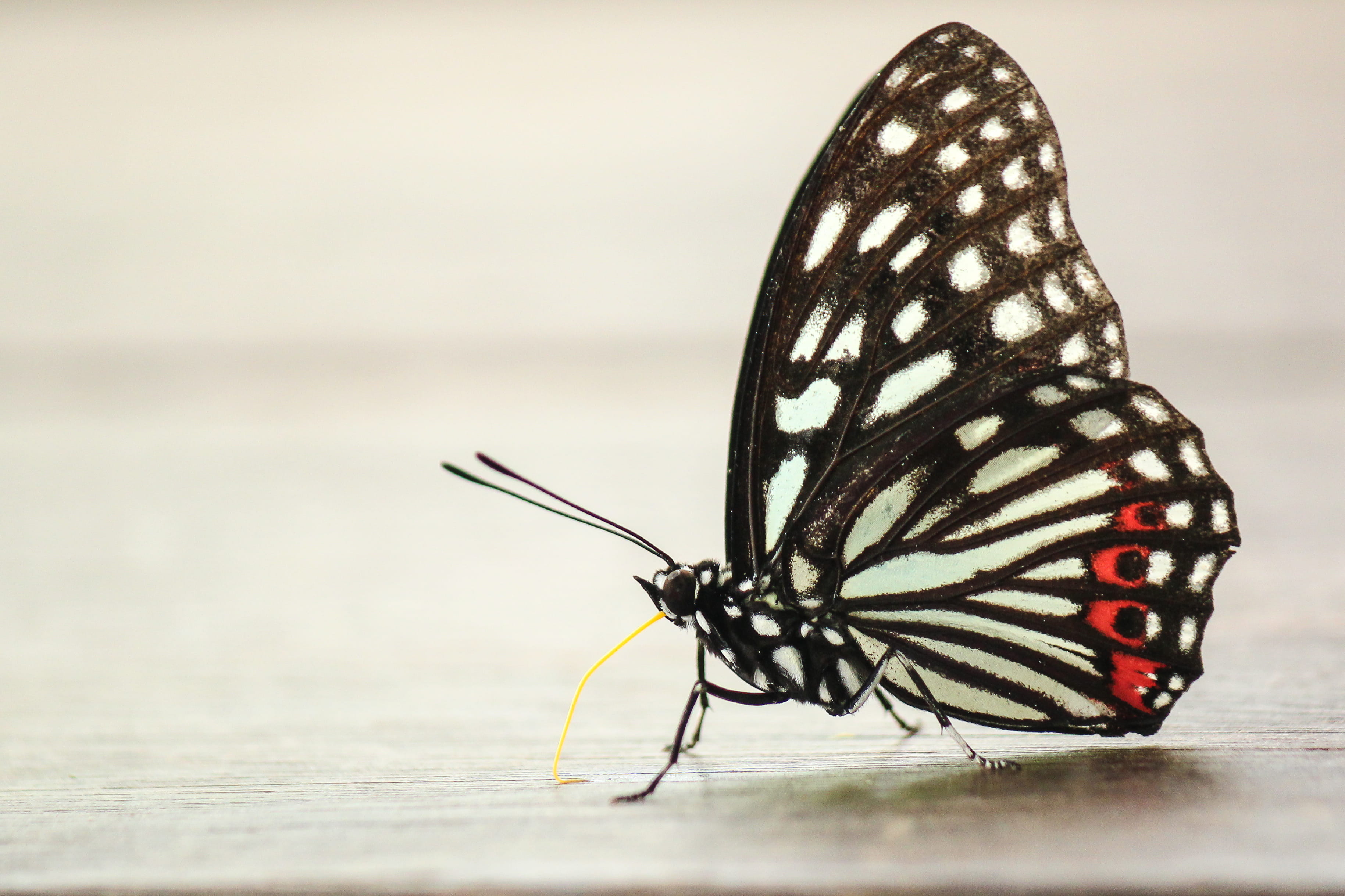 day, da gangshan, taiwan, gangshan, saucer, one animal, black, asilidae, nature, animal wing, butterfly - insect, animals in the wild, beauty in nature, HD Wallpaper