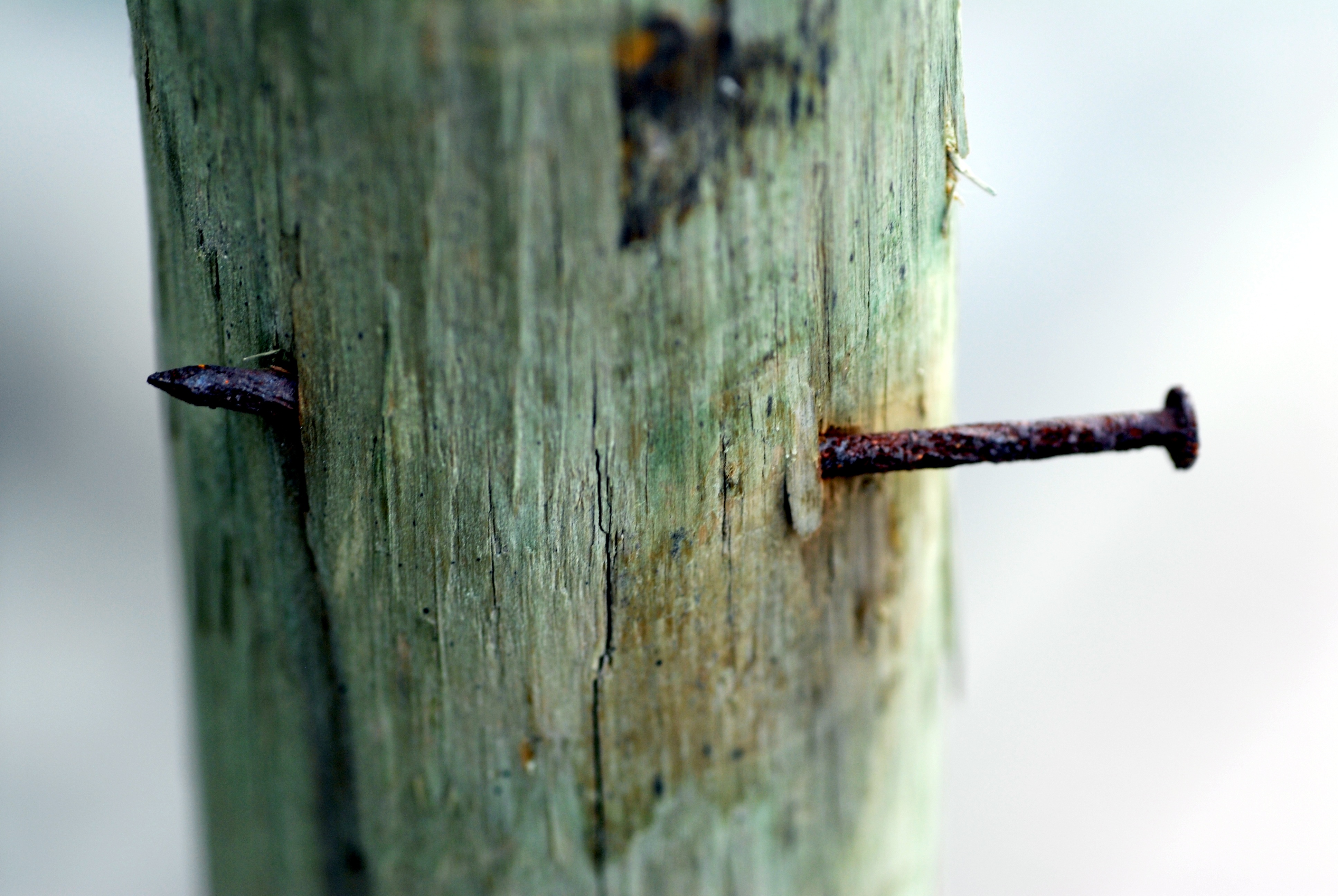 nature, protection, no people, textured, old, latch, outdoors, invertebrate, metal, door, 4K, selective focus, nail, animal, oxide, security, weathered, HD Wallpaper