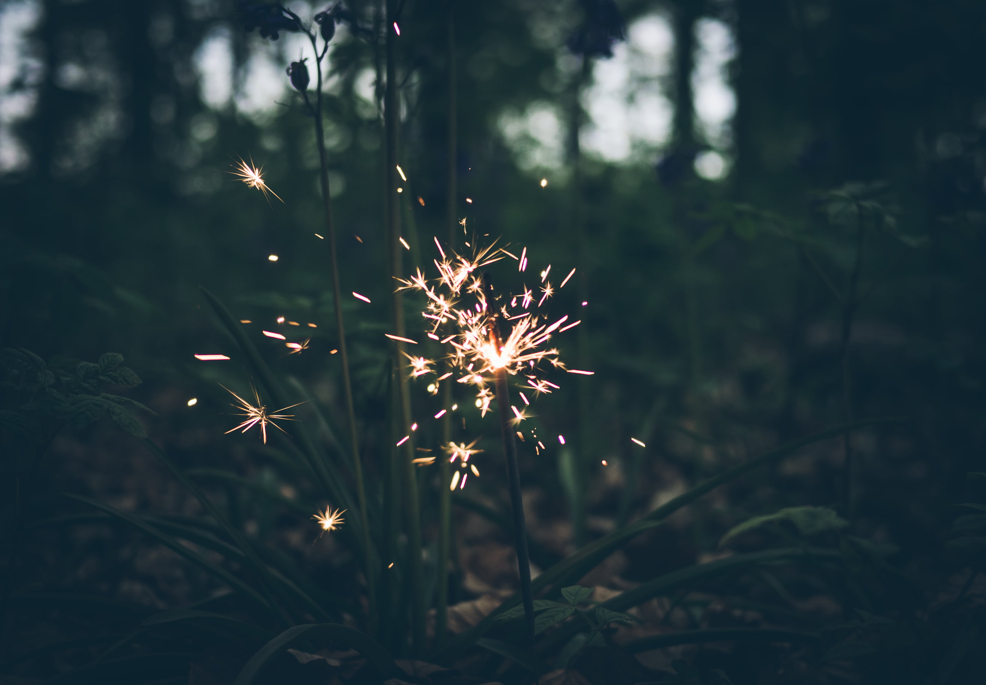 season, outdoors, bright, abstract, christmas, shiny, light - Natural Phenomenon, nature, blur, flowering plant, motion, plant, 2K, growth, focus on foreground, HD Wallpaper
