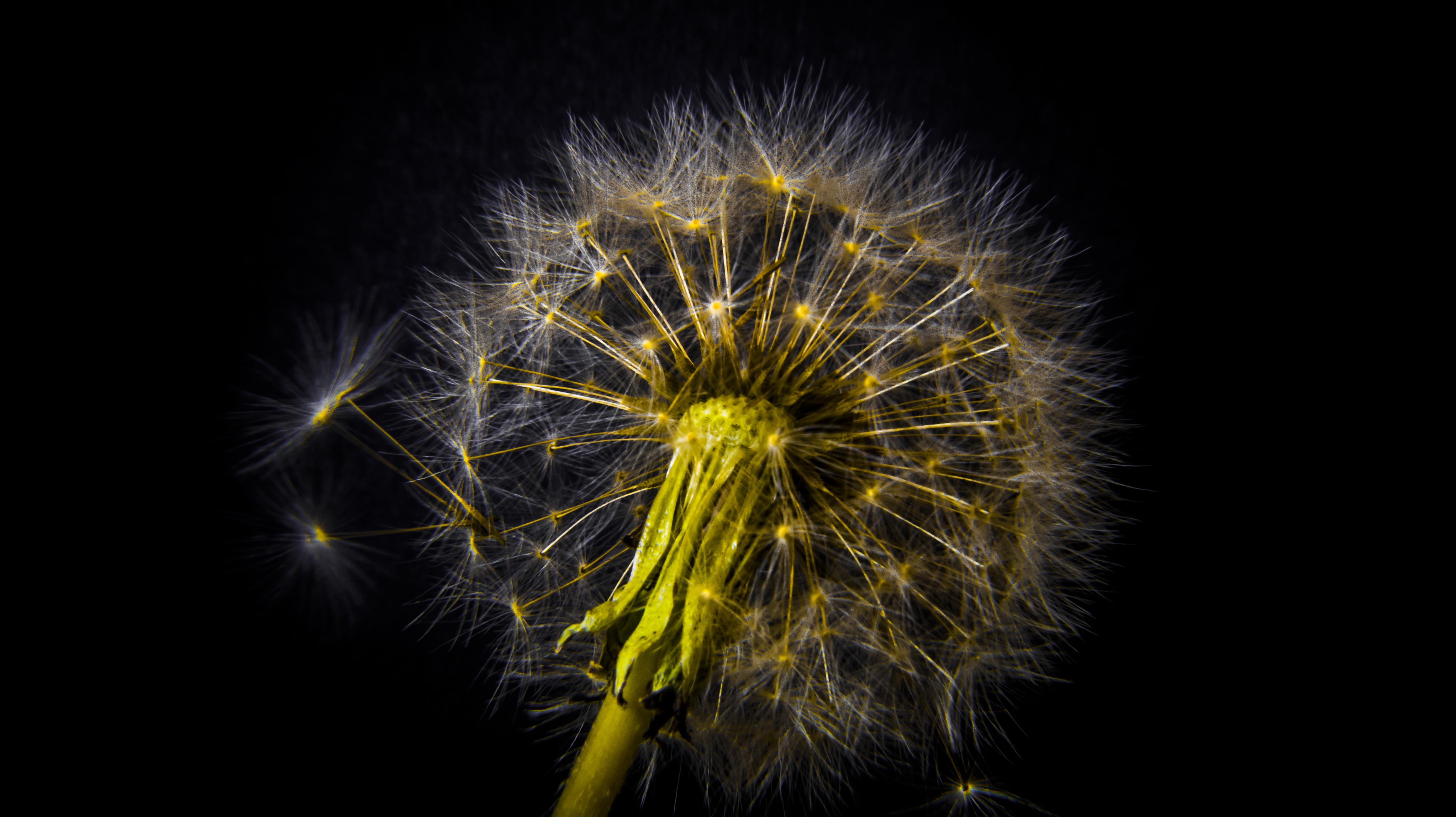 black Color, bright, celebration, photography, Gentle Breeze, Detail, sparkler, white, Explore, 5K, exploding, Time, yellow, Daffodil, dandelion, macro photography, HD Wallpaper