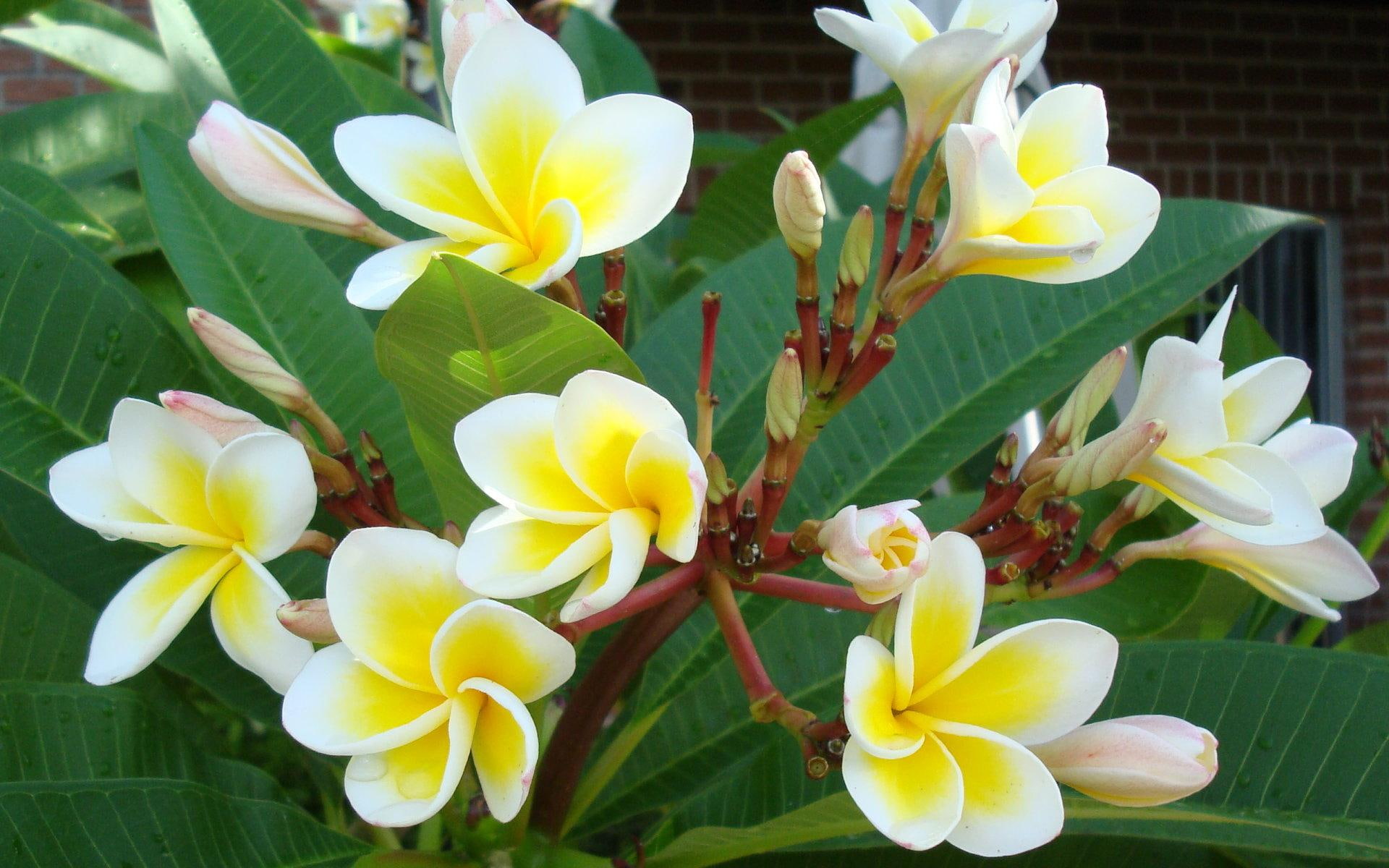 1080P, white and beautiful, yellow, beautiful, flowers, tropical, leaves, 3d and abstract, white, HD Wallpaper