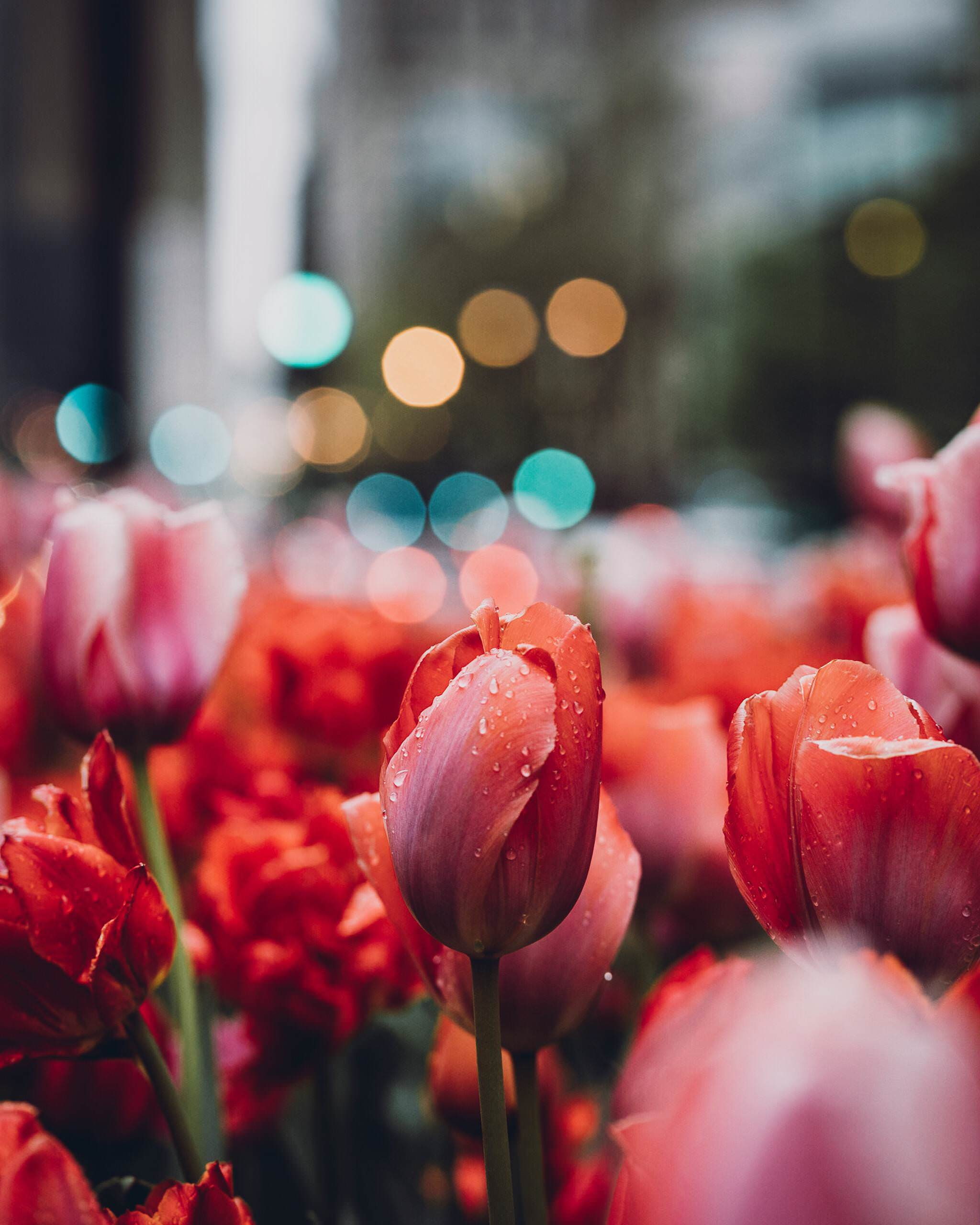 2K, bokeh, tulips, flowers, wet, rain, nature, Phone HD Wallpaper