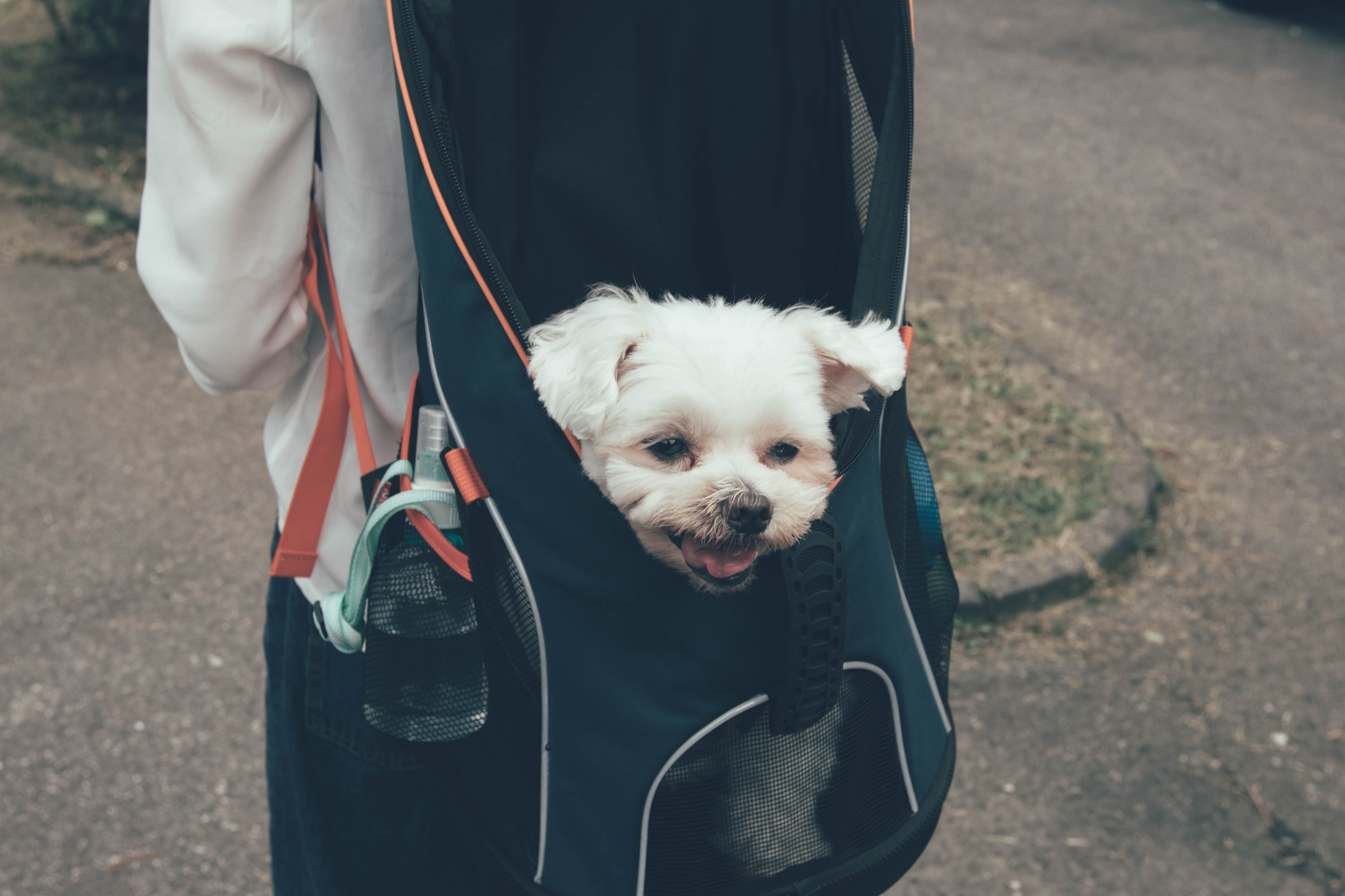 domestic, pet, strap, domestic animals, one animal, dog, accessory, day, human, backpack, 5K, handbag, canine, white, accessories, one person, coat, bag, HD Wallpaper
