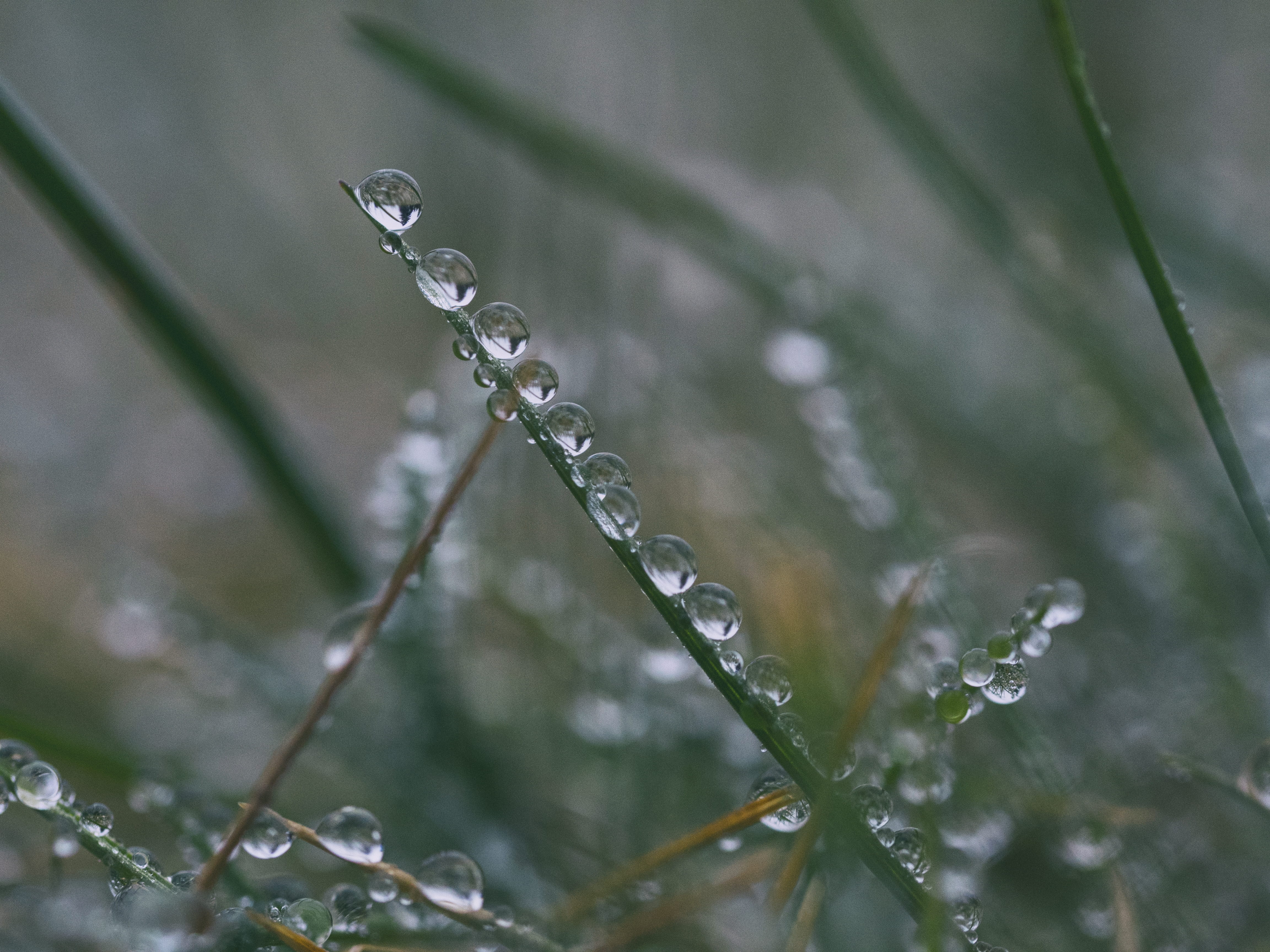rainy season, closeup, close-up, growth, outdoors, focus, 4K, drop, focus on foreground, no people, dreary, weather, blade of grass, beauty in nature, HD Wallpaper