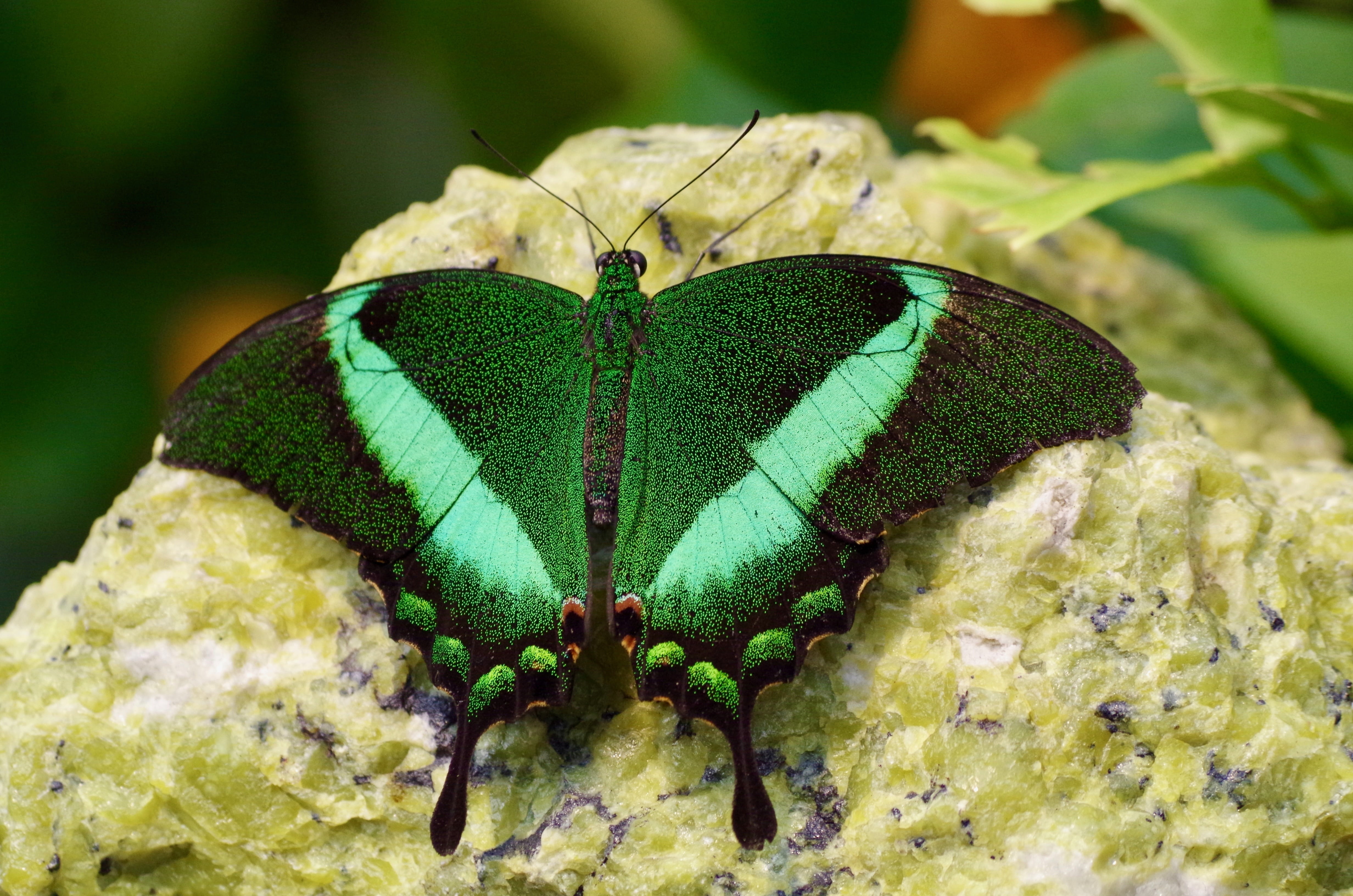 plant part, focus on foreground, invertebrate, insect, day, leaf, close-up, blue, no people, close, animal body part, animal wildlife, nature, butterfly - insect, HD Wallpaper