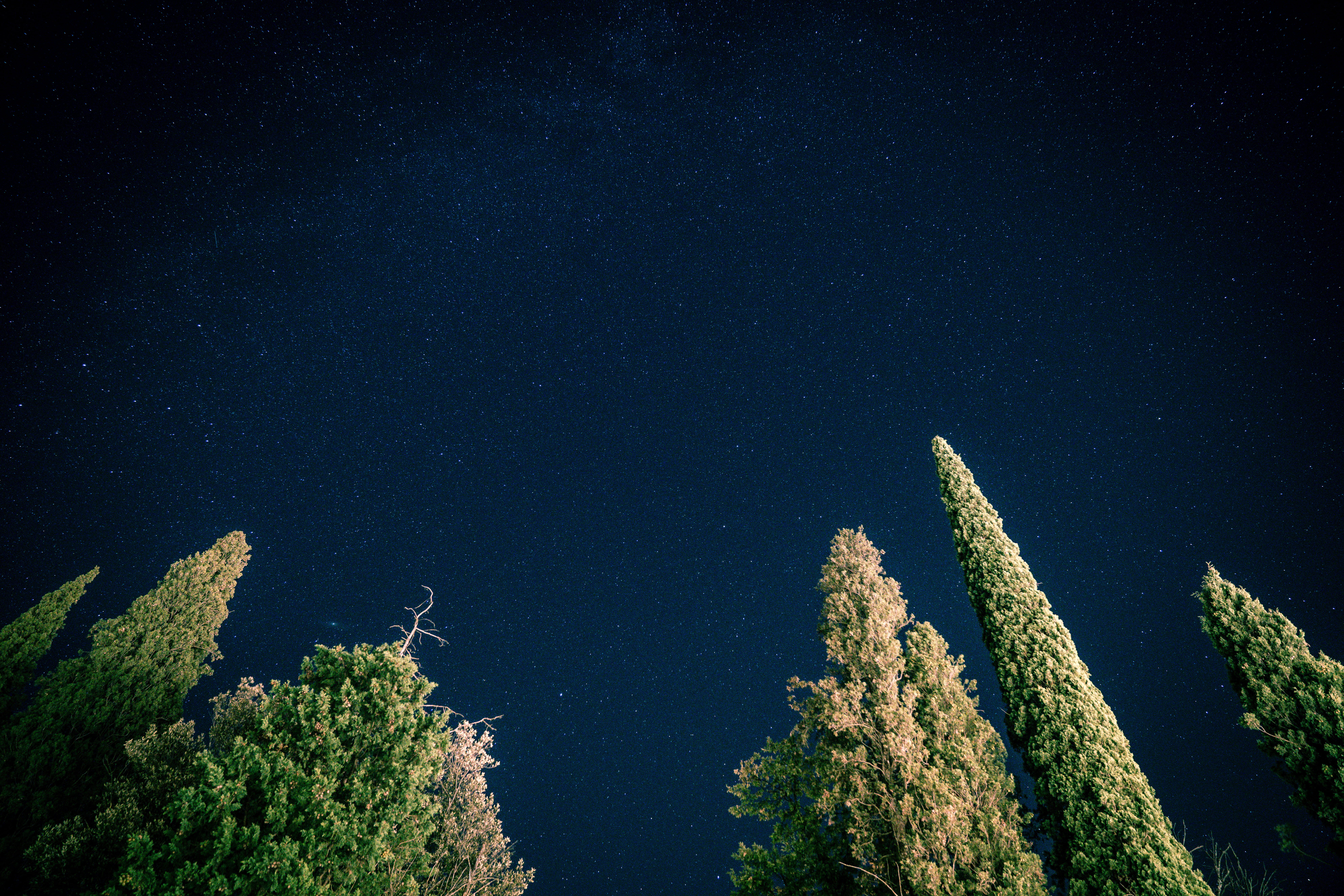 tree, idyllic, green color, nightime, sky, growth, 8K, pine, tranquil scene, nature, night, star, tranquility, plant, no people, star - space, green, beauty in nature, HD Wallpaper