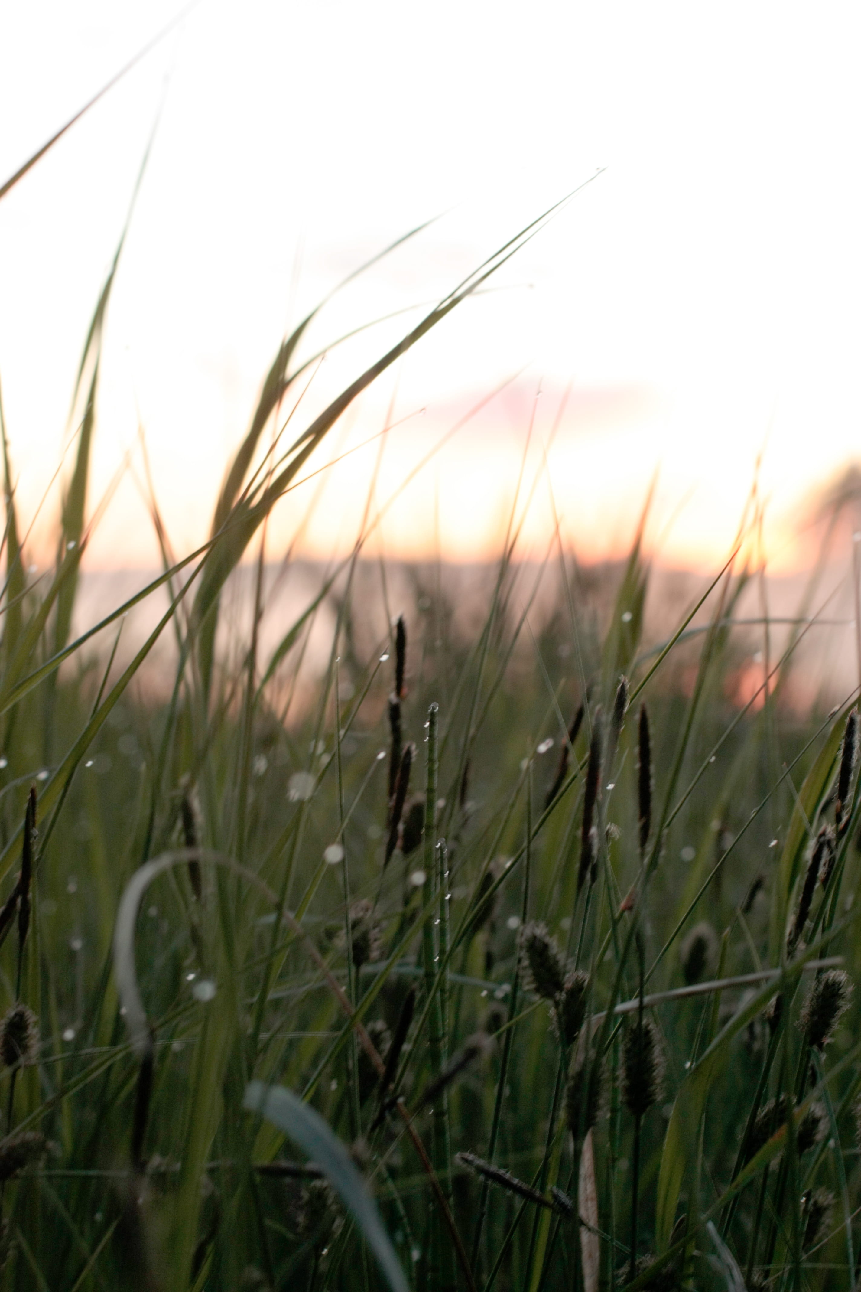 agriculture, land, lake, sunset, plant, beauty in nature, focus on foreground, landscape, 4K, timothy grass, selective focus, scenics - nature, tranquility, Phone HD Wallpaper