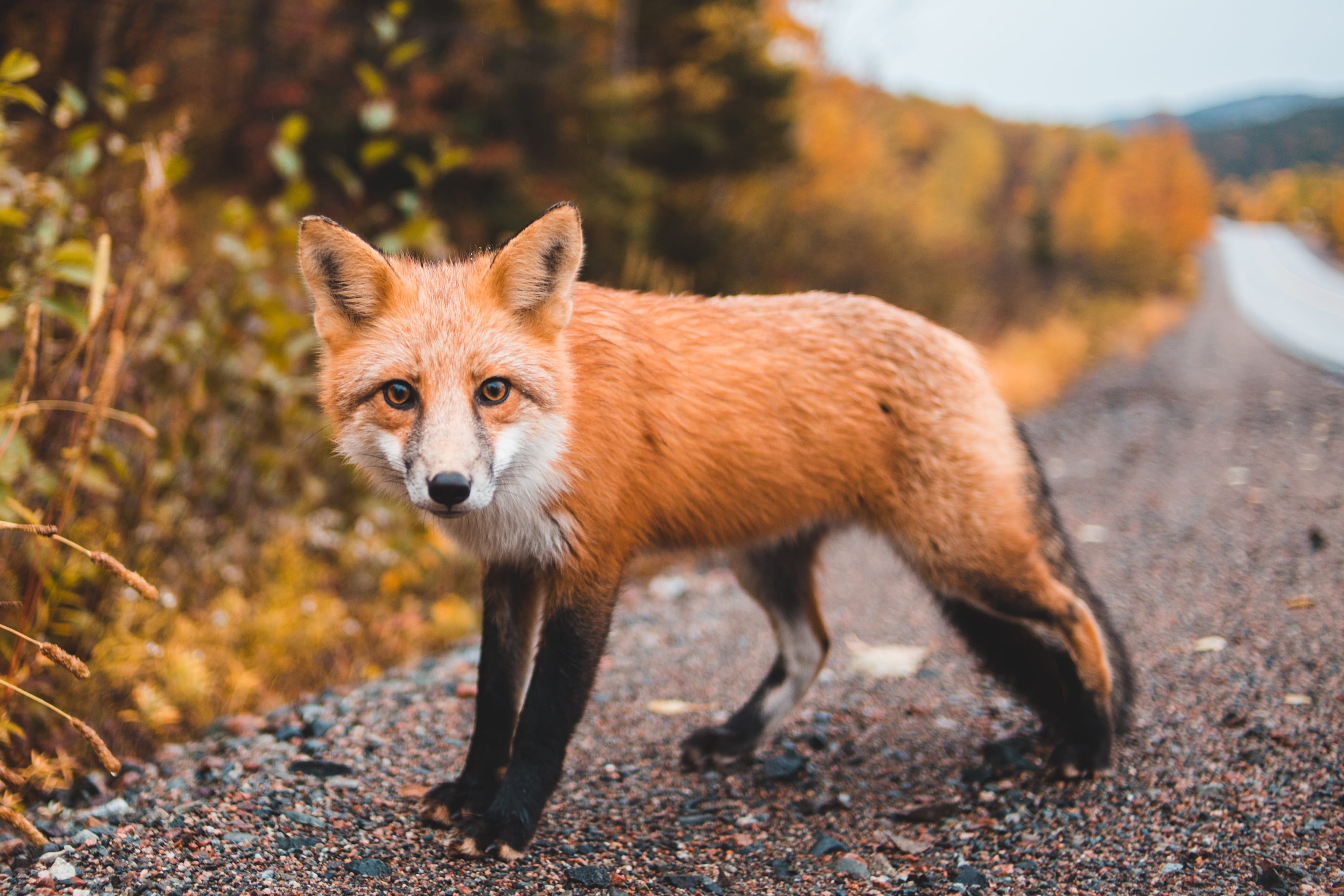 autumn, wild, outdoors, travel, one animal, leafe, animal wildlife, looking at camera, stealth, orange, roadside, fox, tree, portrait, day, nature, 2K, HD Wallpaper