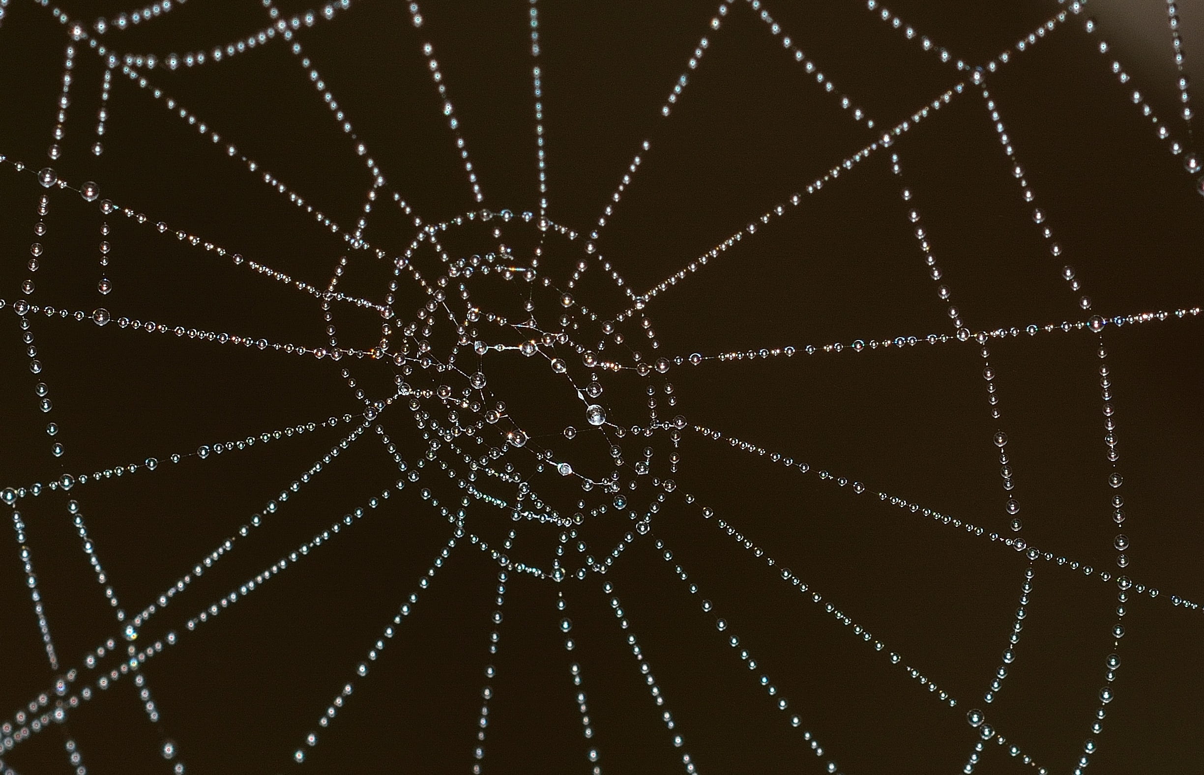 trap, damaged, burglary, cobweb, demolished, net, car, full frame, spiderweb, drops, illustration, broken, social issues, aggression, close-up, crime, abstract, HD Wallpaper