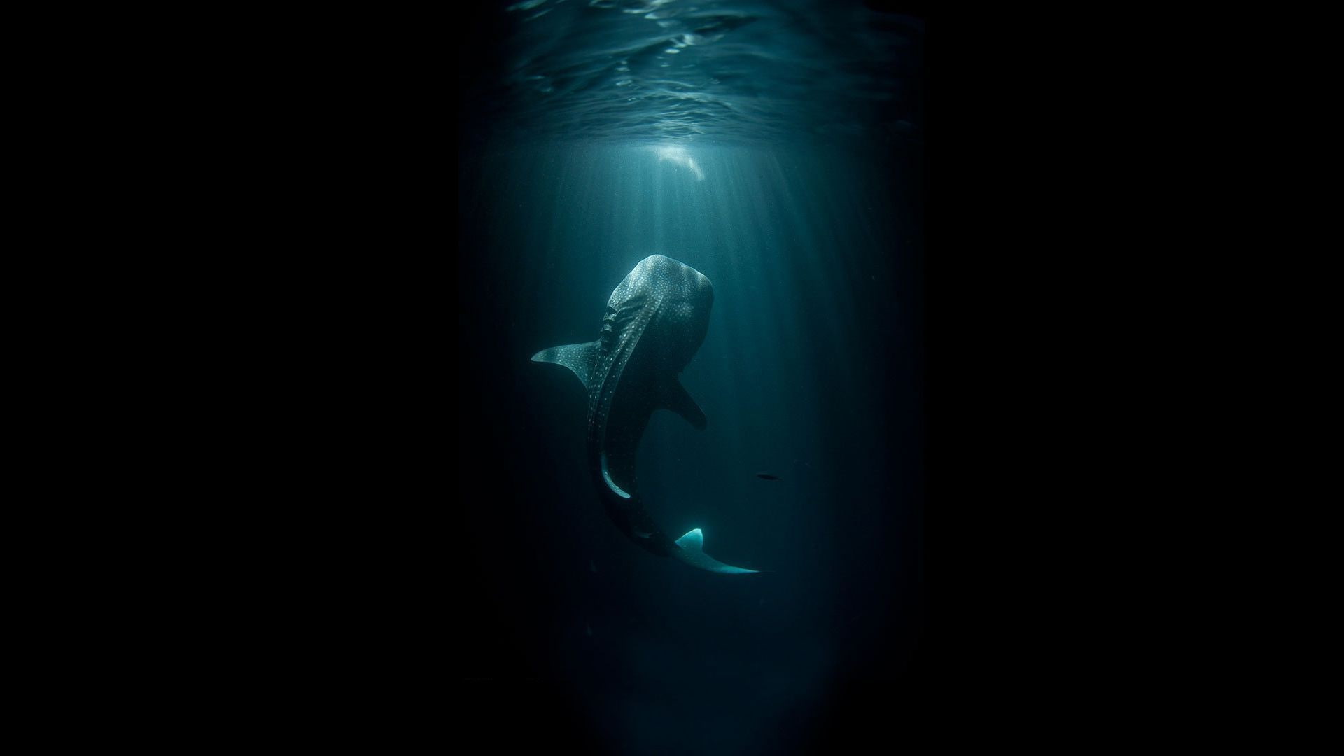 sea life, 1080P, undersea, one person, exploration, adventure, swimming, animal themes, underwater, animals in the wild, marine, shark, aquatic sport, HD Wallpaper