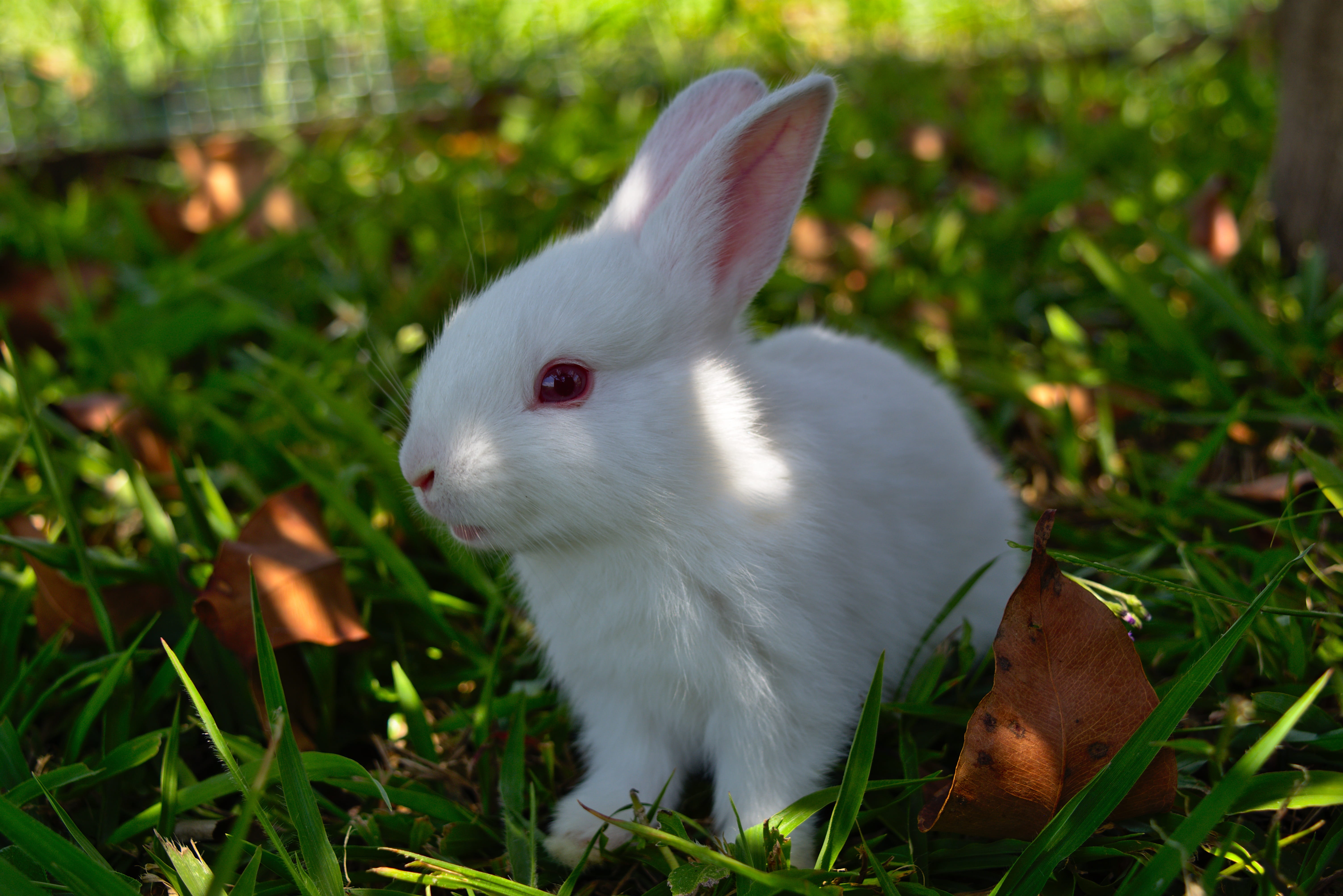 bunny, whisker, soft, ears, mammal, spring, animal, land, easter, baby, little, animals in the wild, 5K, holiday, rabbit - animal, animal themes, white, HD Wallpaper