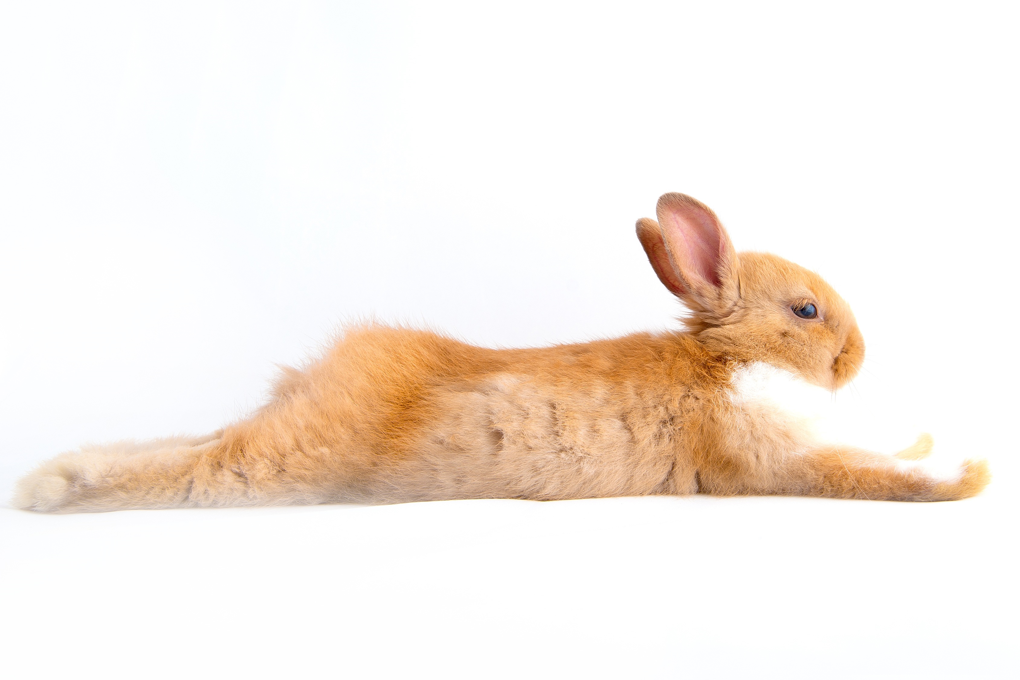 cuddly, young Animal, futrzaty, indoors, rabbit - Animal, white background, fun, easter, jump, vertebrate, hare, brown, no people, animal wildlife, on a white background, HD Wallpaper