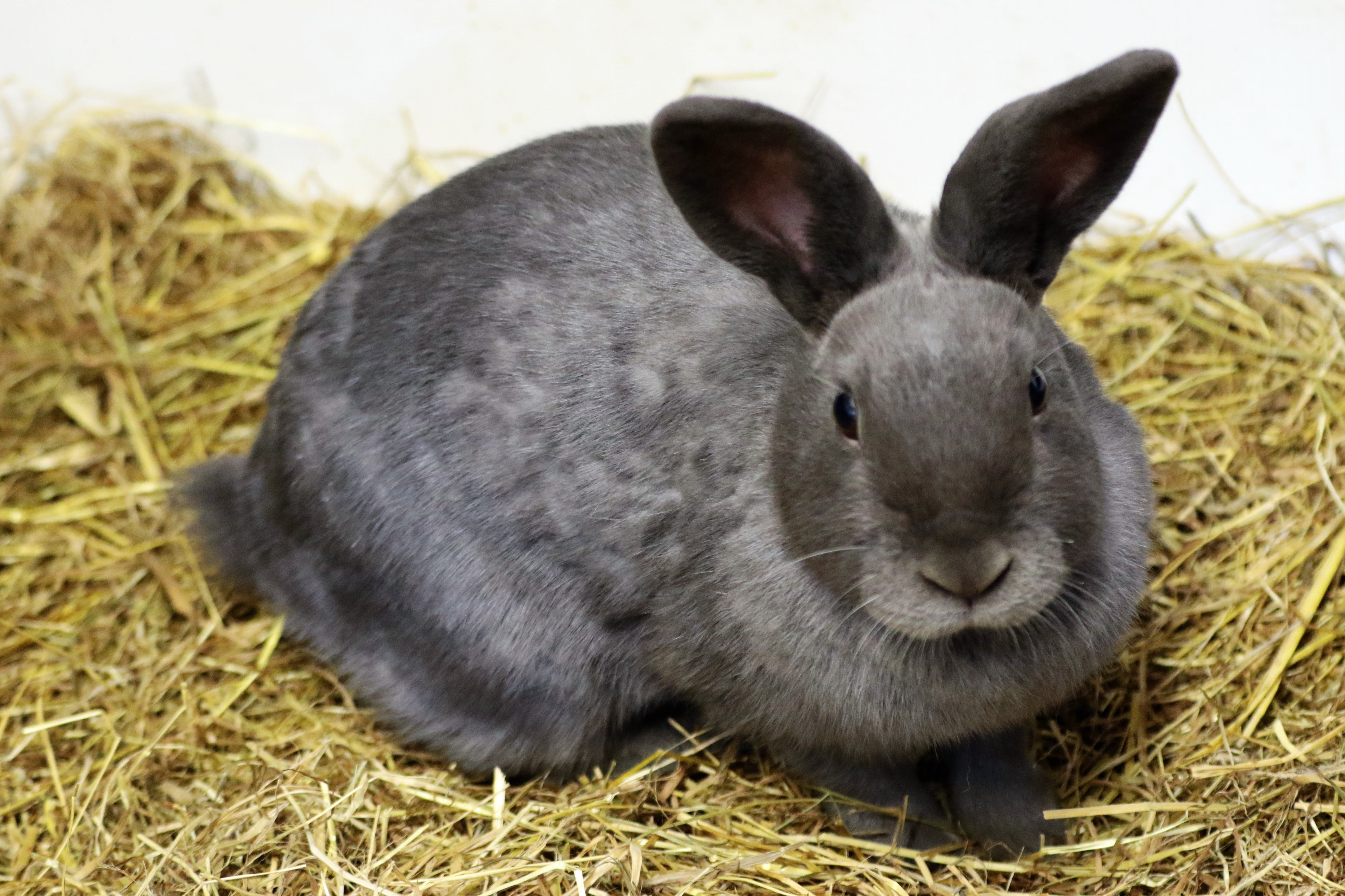 pet, straw, spring, easter, mammal, hay, bunny, animal head, grass, animal ear, close-up, whisker, vertebrate, adorable, rabbit - animal, plant, no people, HD Wallpaper
