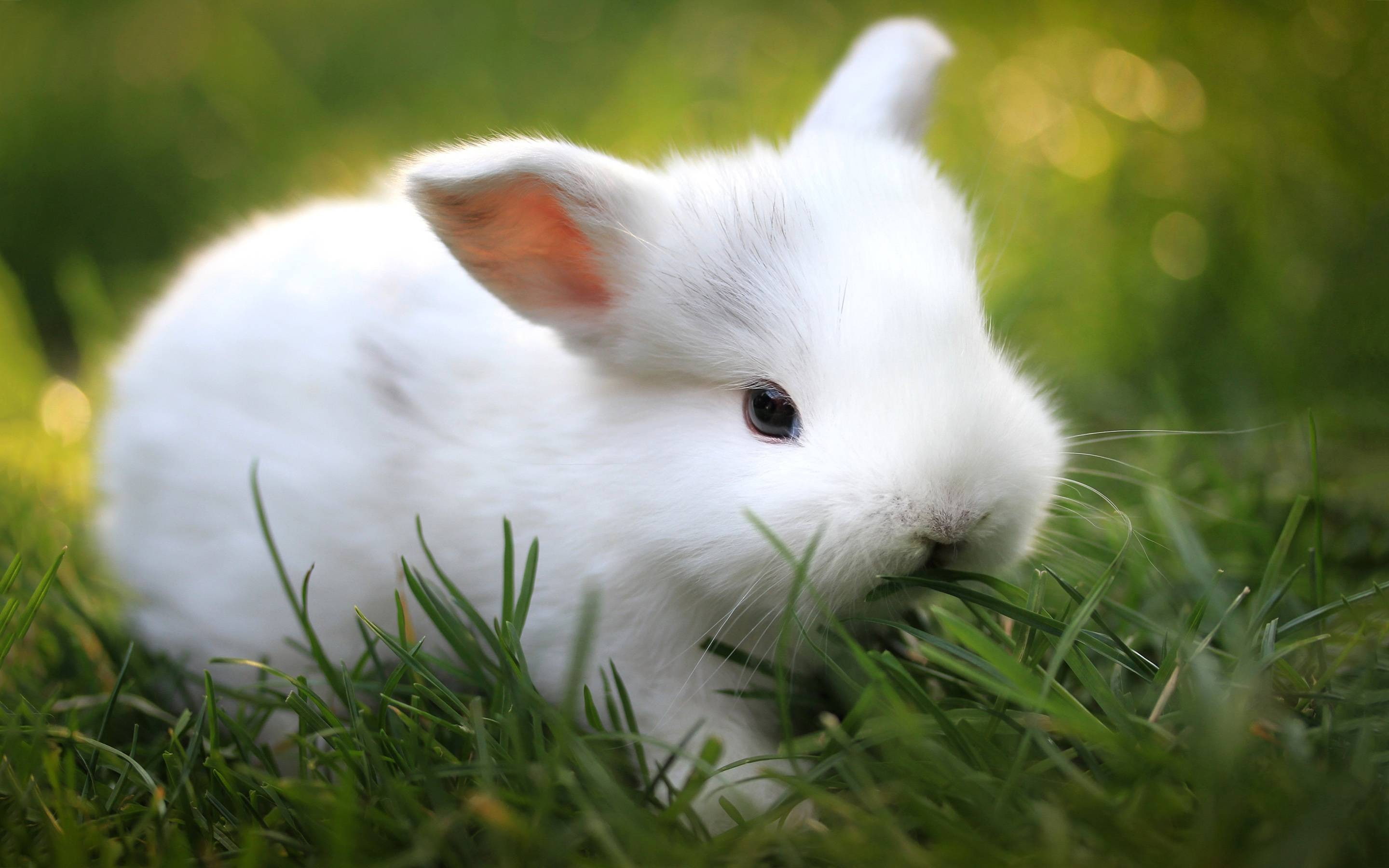 mammals, grass, rabbits, animals, 2K, HD Wallpaper