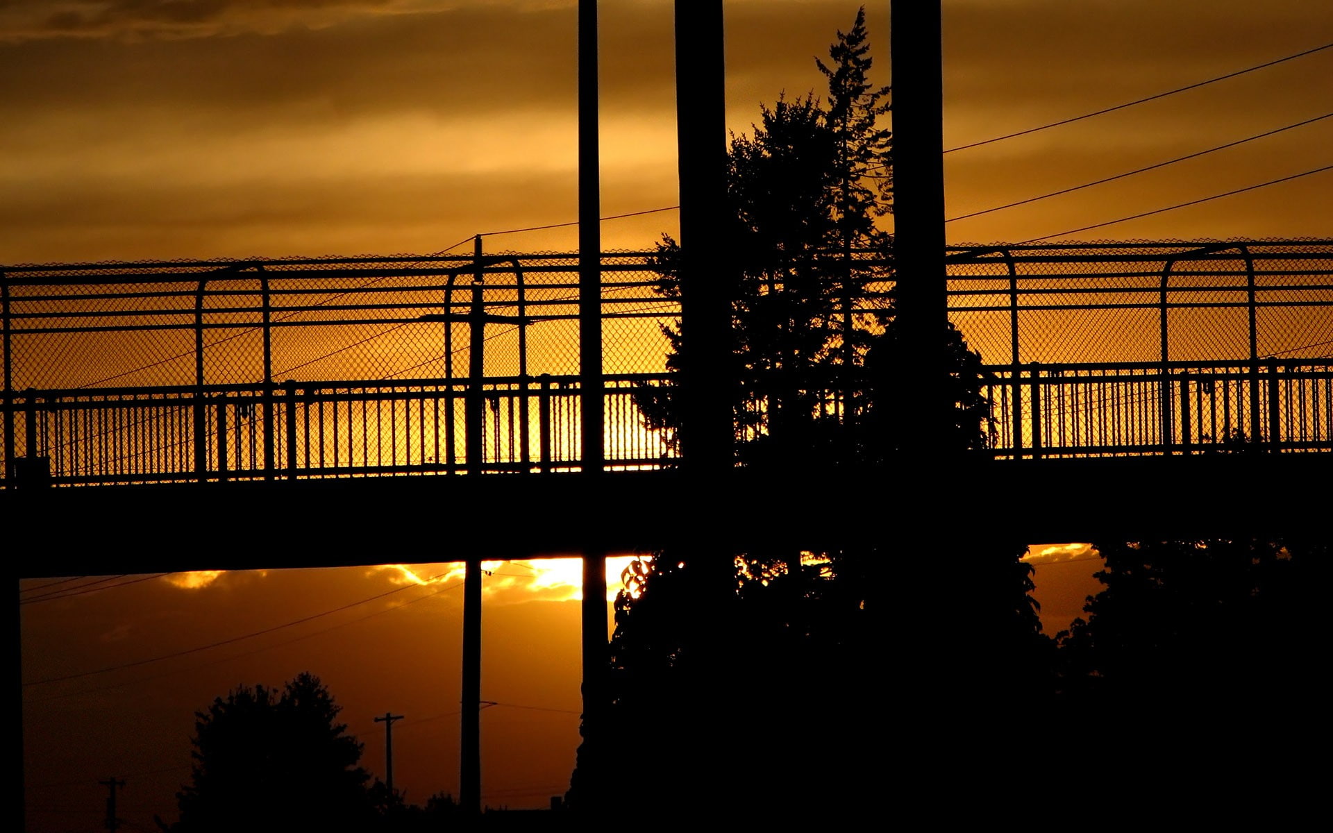 golden, nature, overpass, tree, 1080P, bridge, pine, shadow, hd, hour, sunset, HD Wallpaper