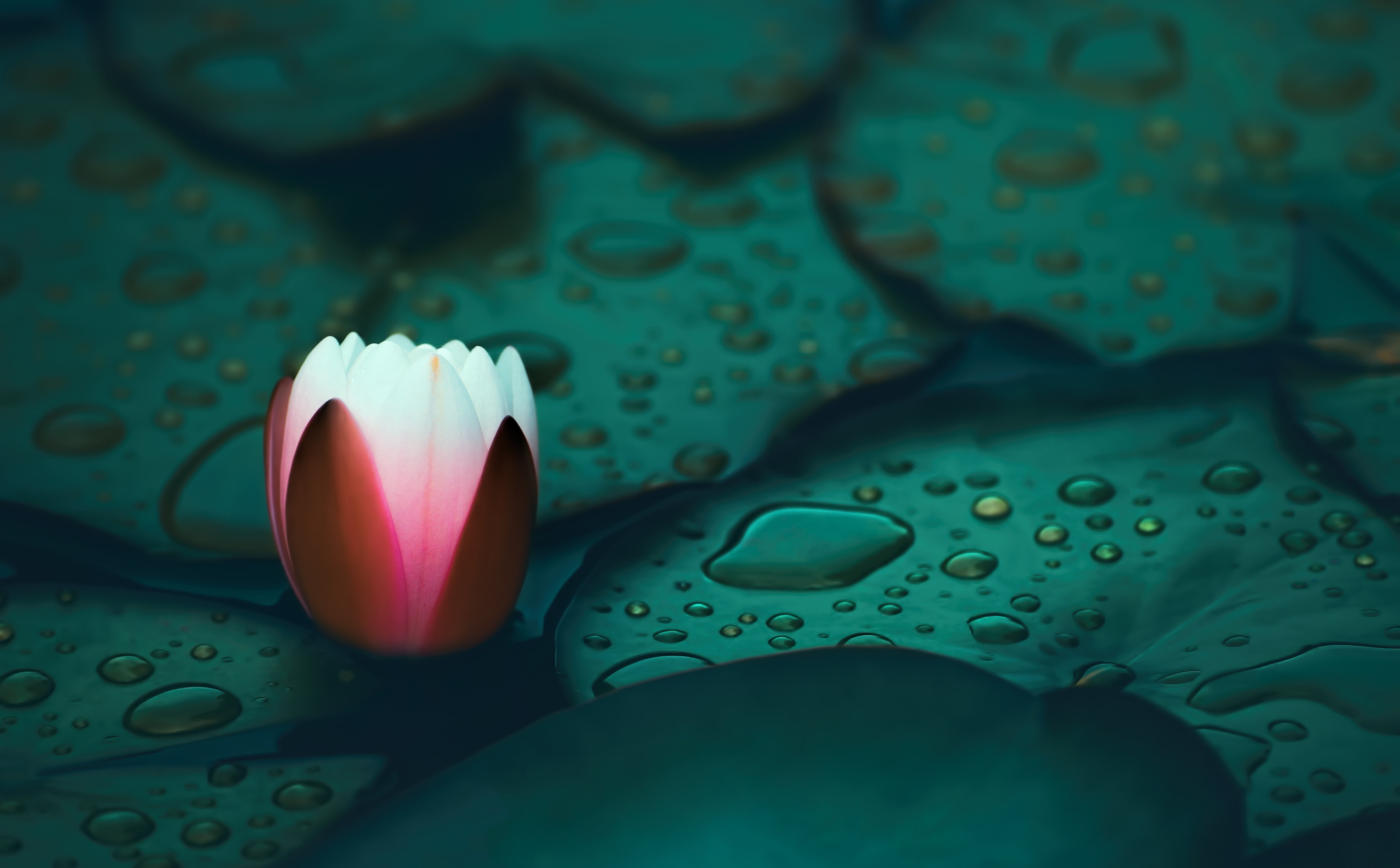 raindrop, white, purity, Gardens, plant, freshness, Pink, lily, flowering plant, close-up, Nature, Flowers, flower head, fragility, selective focus, beauty in nature, HD Wallpaper