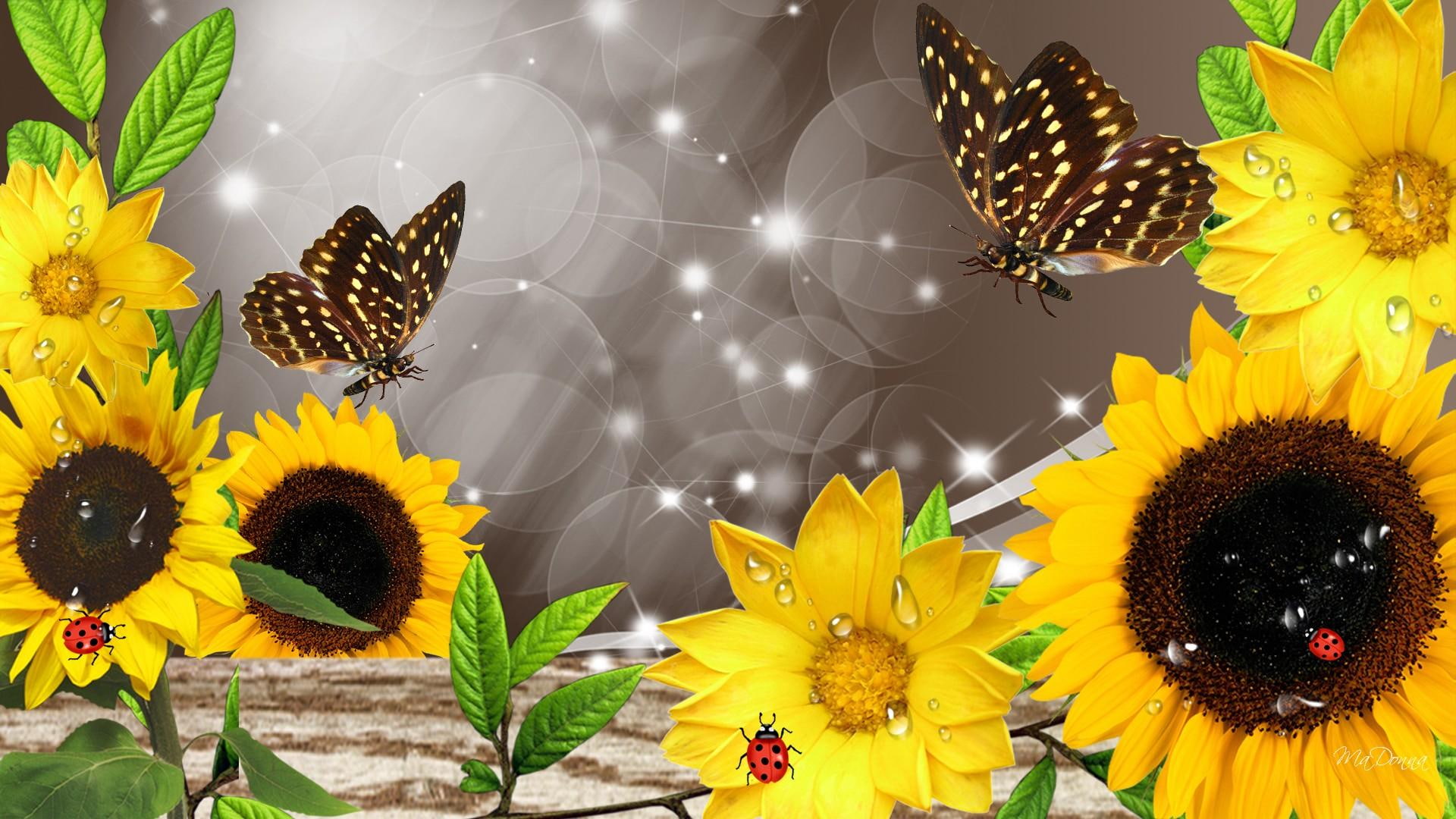 sun flower, sunflowers, gold, fall, rain, lady b, water, drops, butterfly, leaves, yellow, 1080P, papillon, flowers, HD Wallpaper