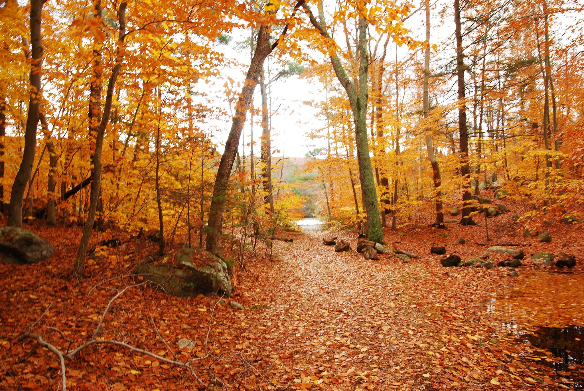 campaign, landscapes, wet, automne, fall, tree, nature, 1080P, season, leaf, rain, HD Wallpaper
