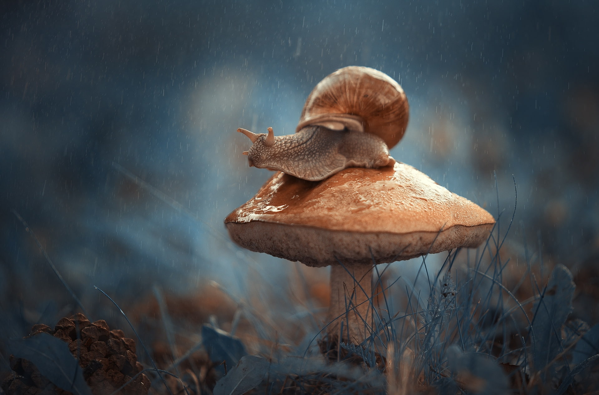 Mushroom, Animal, Macro, Snail, Rain, 1080P, Fall, HD Wallpaper