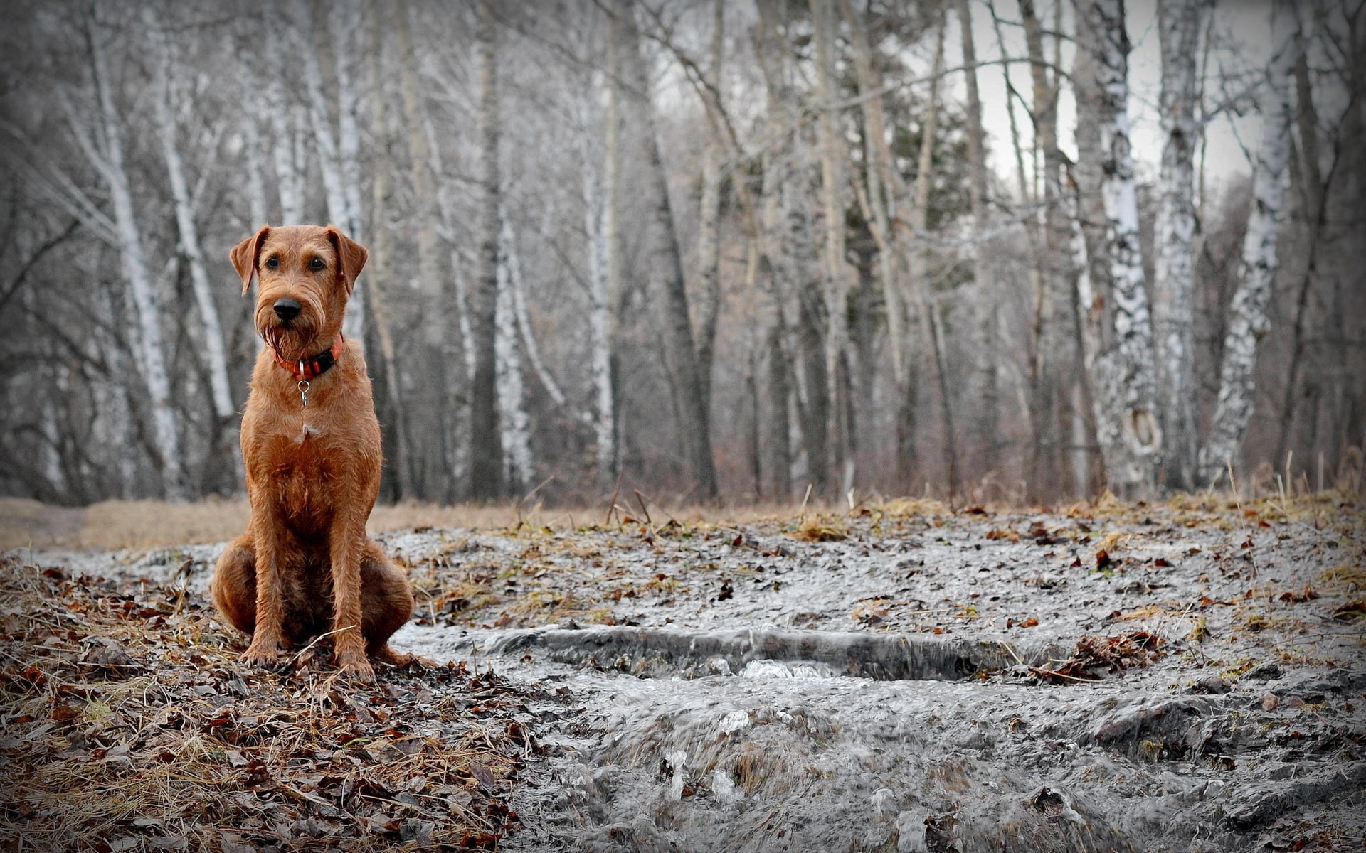 purebred Dog, mammal, rain, snow, pets, airedale Terrier, looking at camera, brown, woodland, nature, terrier, playful, outdoors, hound, dog, autumn, park - Man Made Space, HD Wallpaper