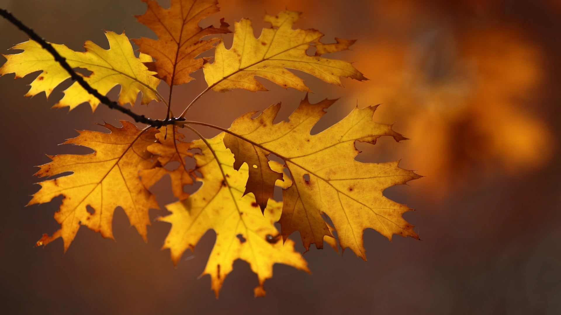 outdoors, maple, plant, yellow, branch, plant part, focus on foreground, beauty in nature, maple leaf, tranquility, natural condition, tree, day, close-up, HD Wallpaper