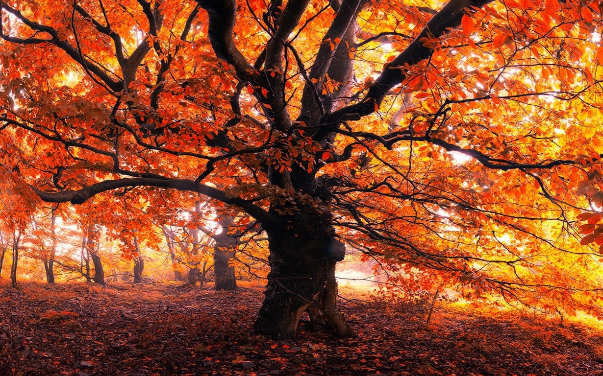 large, 480P, tree, nature, leaves, forest, autumn, oak, mist, orange, fall, morning, trees, landscape, HD Wallpaper
