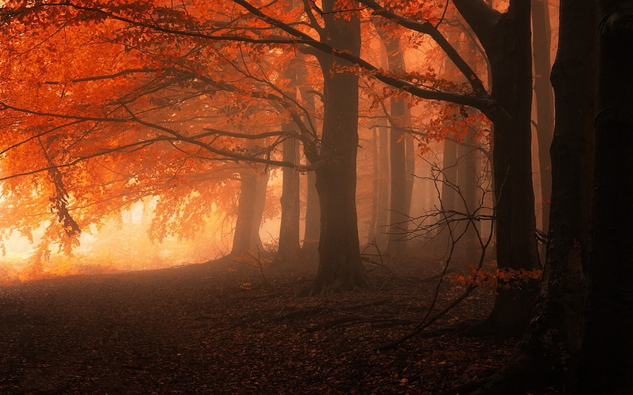 trees, fall, leaves, nature, mist, 480P, forest, red, calm, landscape, HD Wallpaper