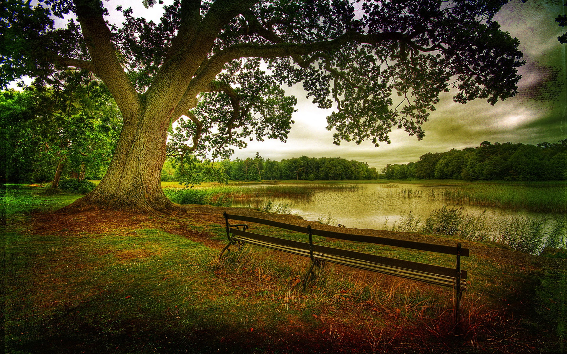 Nature, Landscape, Lake, Forest, Autumn, Trees, Benches, 1080P, HD Wallpaper