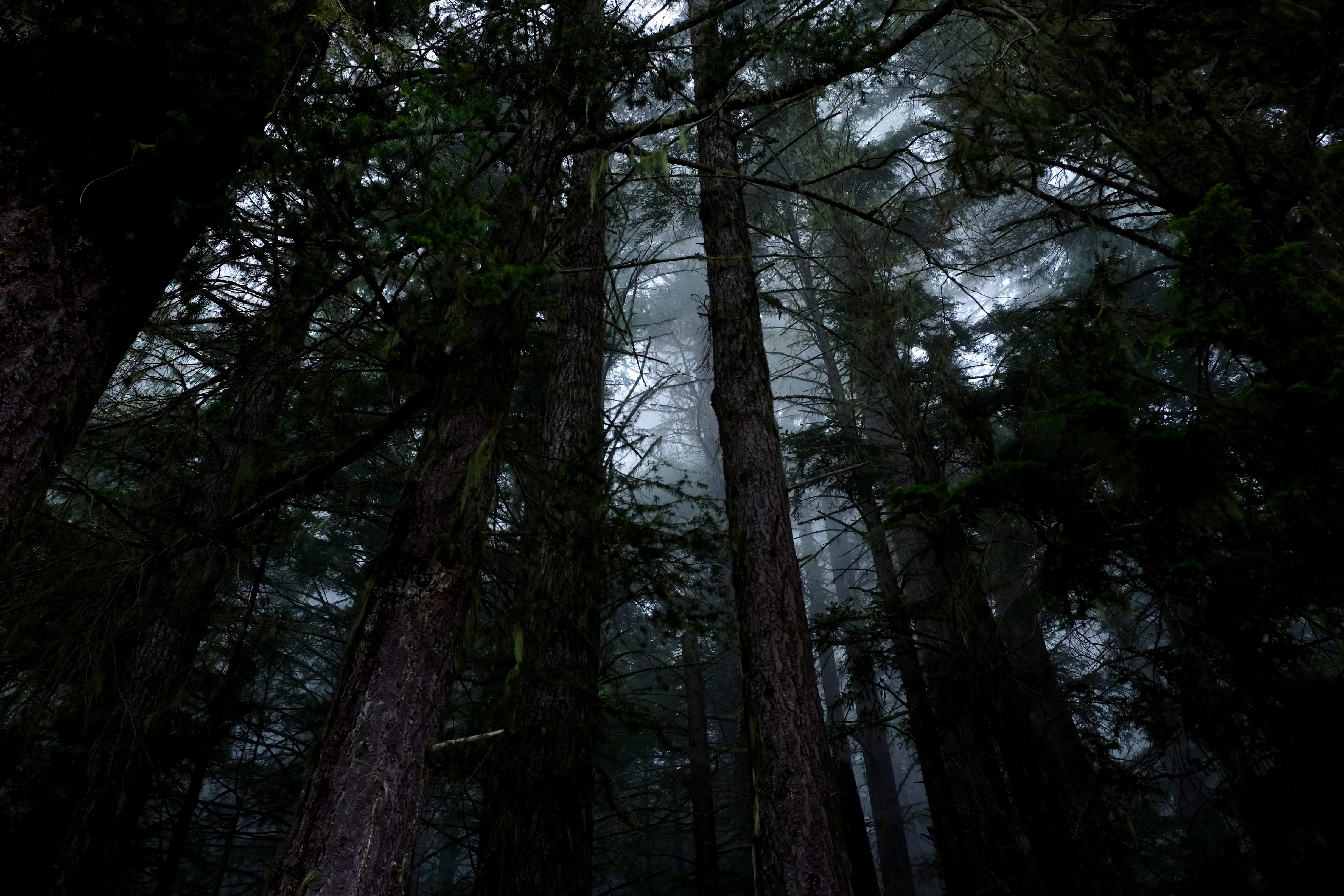day, trees, tranquility, woods, trunk, low angle view, nature, beauty in nature, olympic national parc, 4K, hurricane ridge ski area, pacific northwest, HD Wallpaper