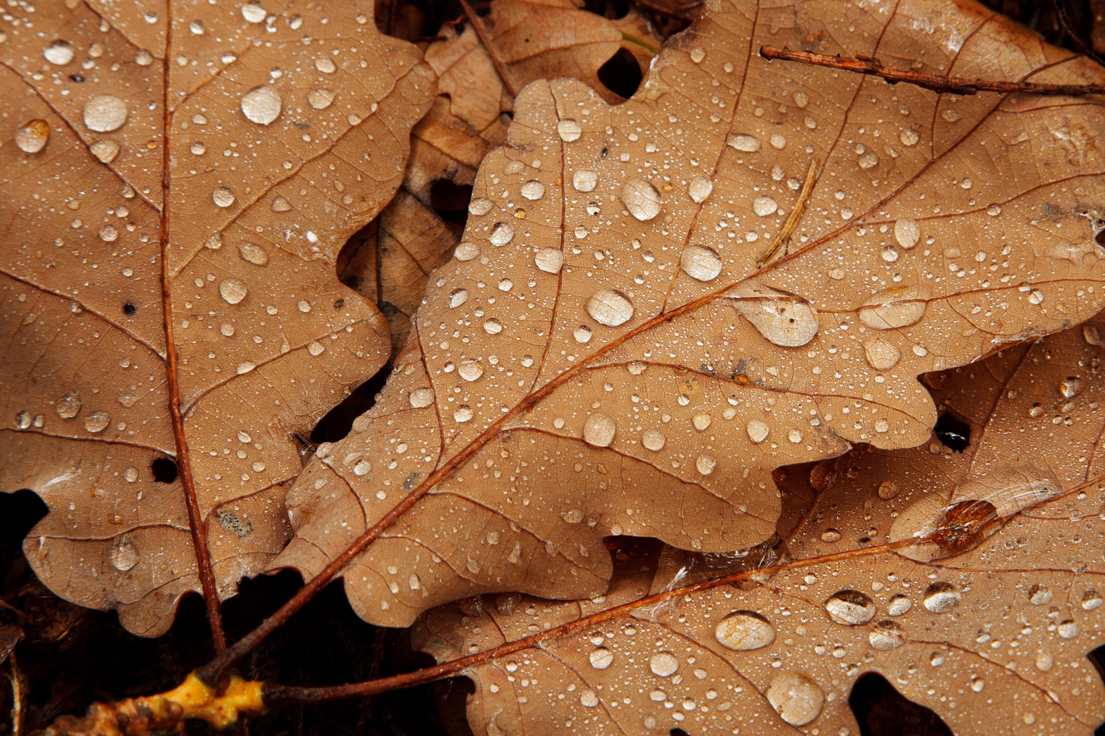 nature, texture, backgrounds, no people, beauty in nature, close-up, Detail, dew, day, leaf Vein, rainy season, dried, dews, leaf, outdoors, Drops, macro, HD Wallpaper