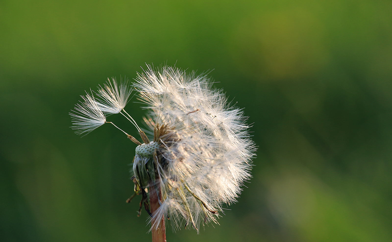 Details, outdoors, Sunset, Canon  eos, 720P, photography, Plant, summer, Dusk, Sphere, dof, DSRL, Flora, Seeds, close-up, seed, Montreal, Rebel, selective focus, HD Wallpaper