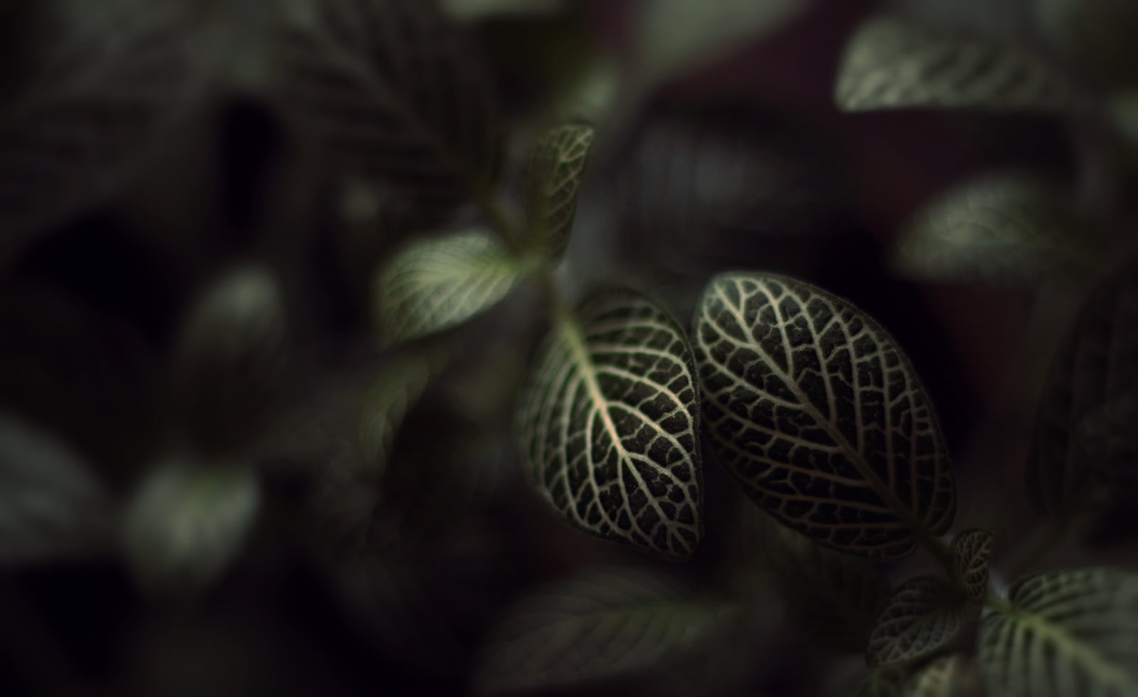 Leaves  Green, Nature, DSRL, Depth of field, green leaf, leaf, Montreal, Autumn, Shadows, Plant, Life, Fall, Fittonia, Canon  eos, 720P, Appointment, backgrounds, HD Wallpaper