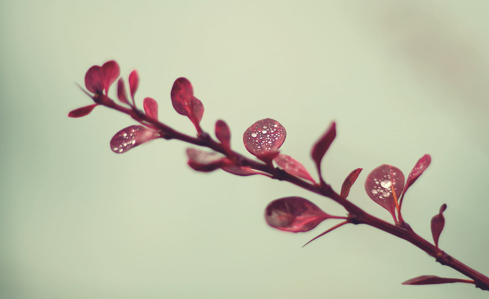 Canon  eos, Trail, Macro, 700d, springtime, Drops, Canada, Composition, maroon, Hazy, Flora, leaf, Plant  Leaves, DSRL, Nature, 720P, dof, Memories, leaves, HD Wallpaper