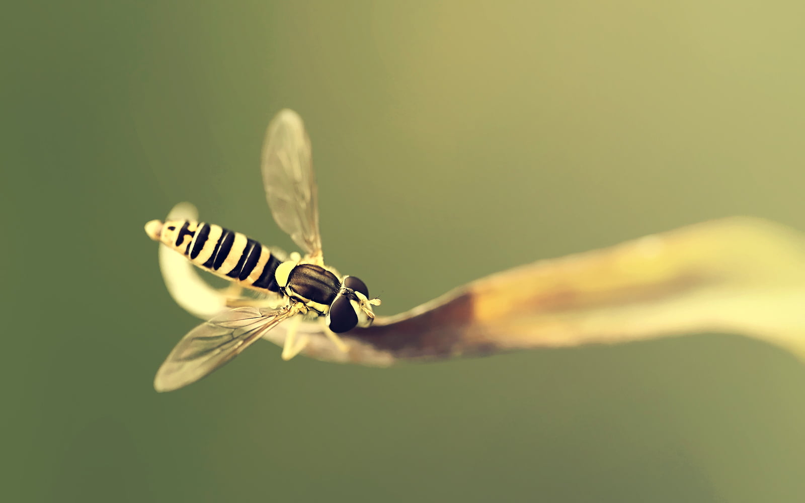 Depth of field, leaf, Macro, Composition, pollination, Quebec, close-up, DSRL, animal Wing, 700d, Nature, Life, Animal, dof, yellow, Flora, bee, Balance, HD Wallpaper