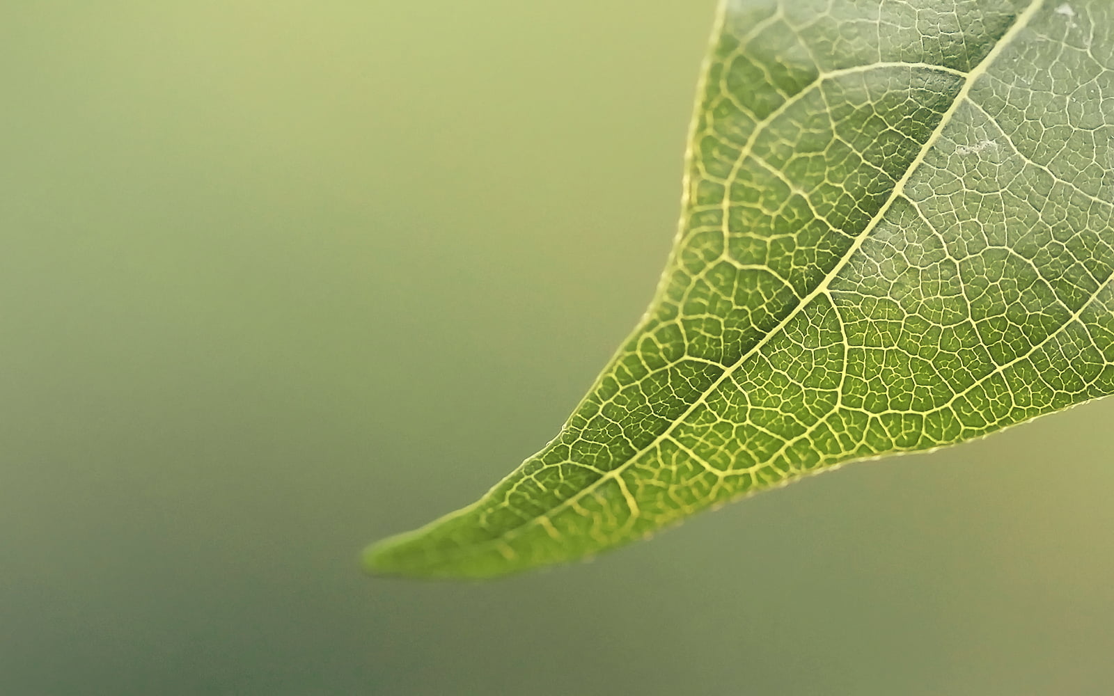 Pattern, green Color, Green, Macro, Focus, Light, Plant, Depth of field, springtime, Ecological, Rebel, Details, Montreal, leaf, close-up, Canon  eos, untitled, HD Wallpaper