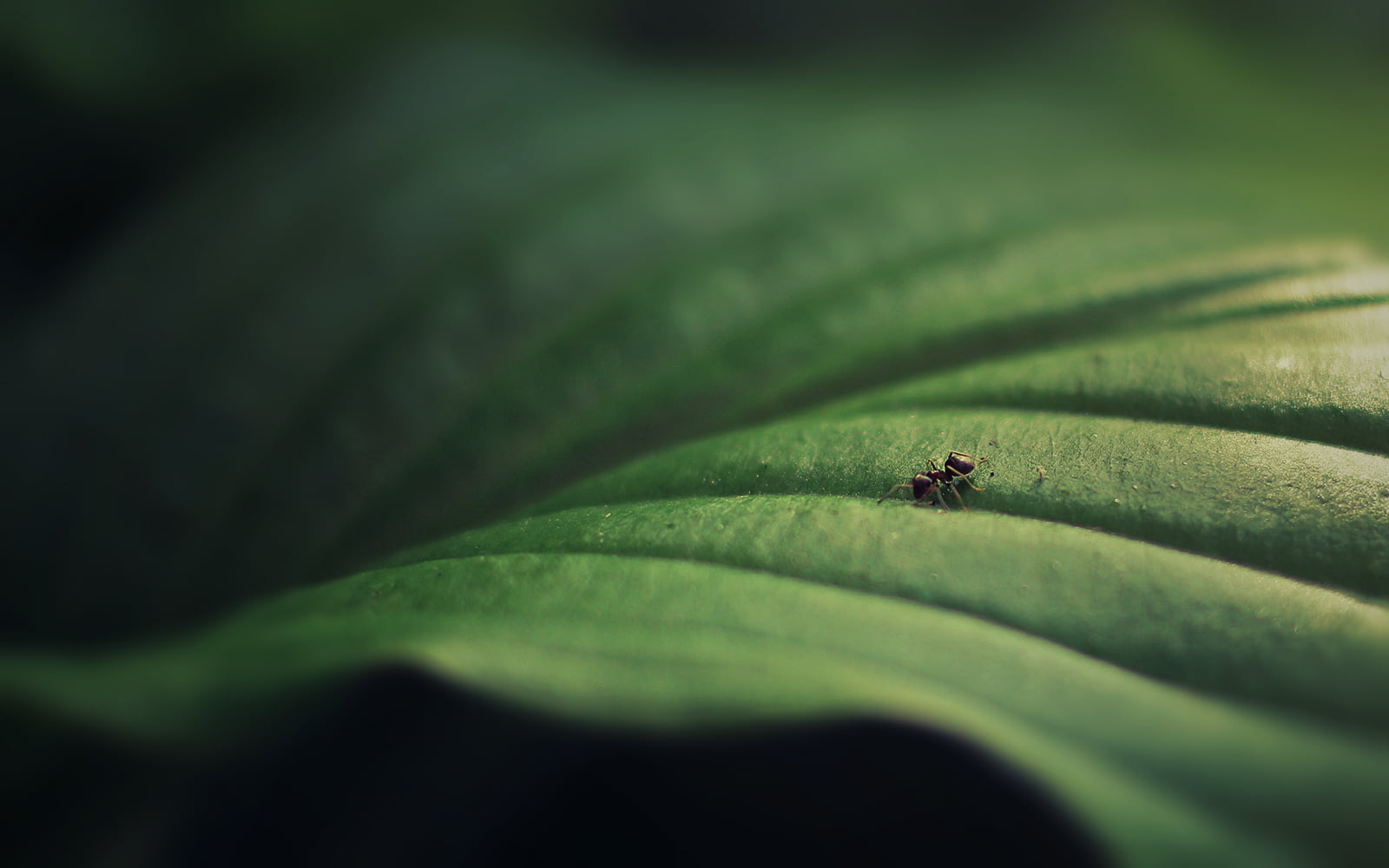 DSRL, Shadows, Depth of field, ant, Traveler, Monochrome, black, 720P, Leaf, Green, Nature, Light, Animal, Plant, Trip, backgrounds, Traveller, Fauna, HD Wallpaper