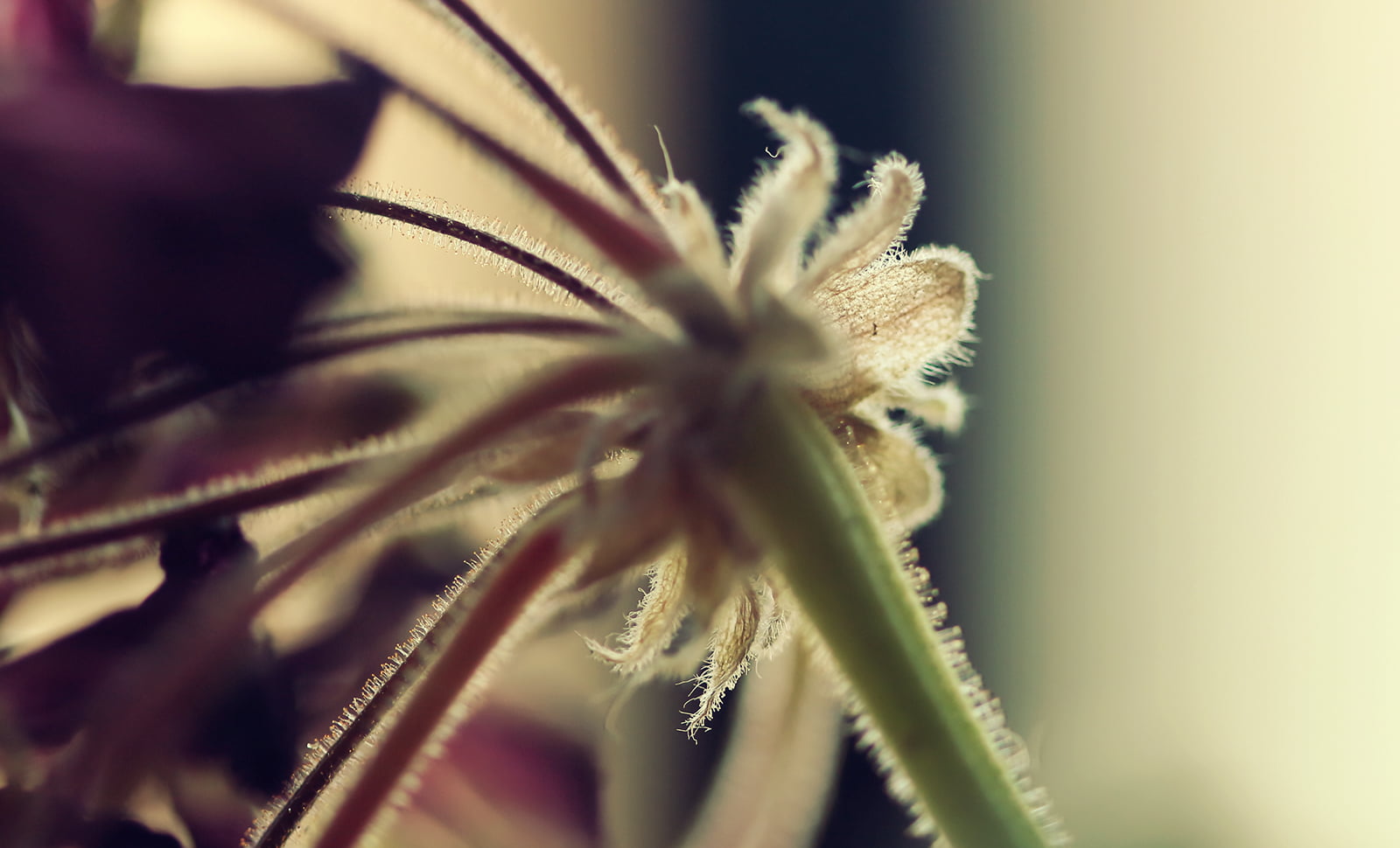 depthoffield, close-up, Macro, Montreal, Flora, Rebel, DSRL, photography, Plant, Light  Life, Canon  eos, dof, close up photography, close, Flower, Fireworks, HD Wallpaper