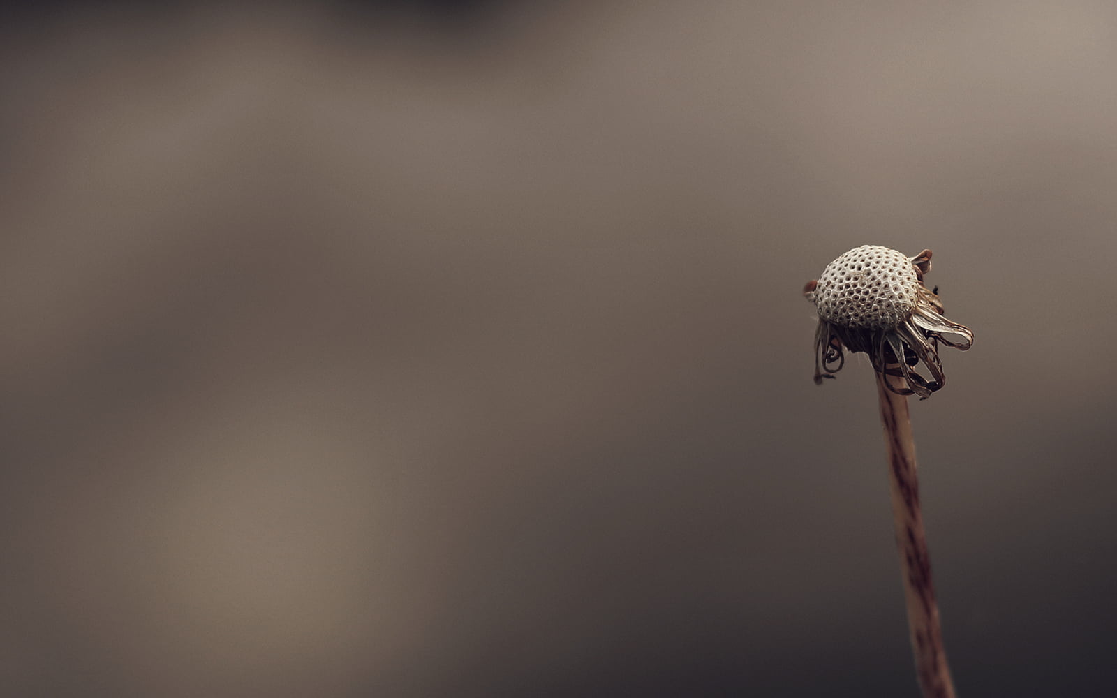 Summer, Life, Montreal, DSRL, Plant, Sunset, close-up, dof, Flower, Minimal, closeup, Focus, Nature, Dark, Canon  eos, photo, withered, 720P, Monochrome, HD Wallpaper