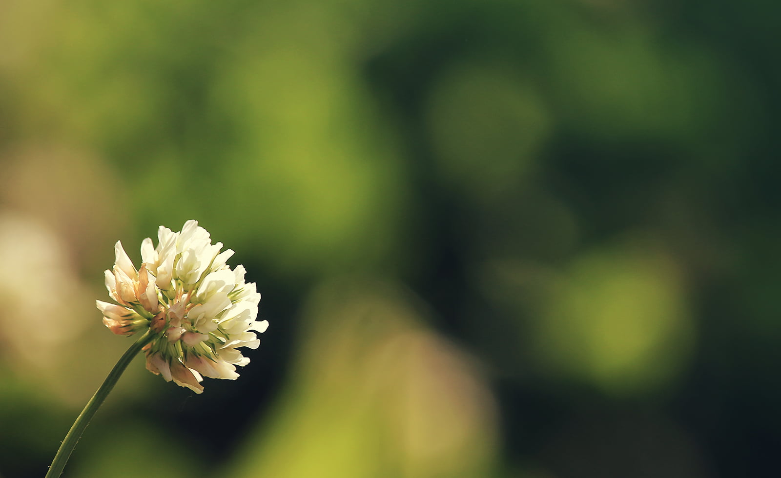 summer, Composition, before the rain, petal, Peace, Flora, Light, nature, Focus, Bokeh, Four minutes, DSRL, dof, Canon  eos, Serenity, green, 720P, 700d, HD Wallpaper