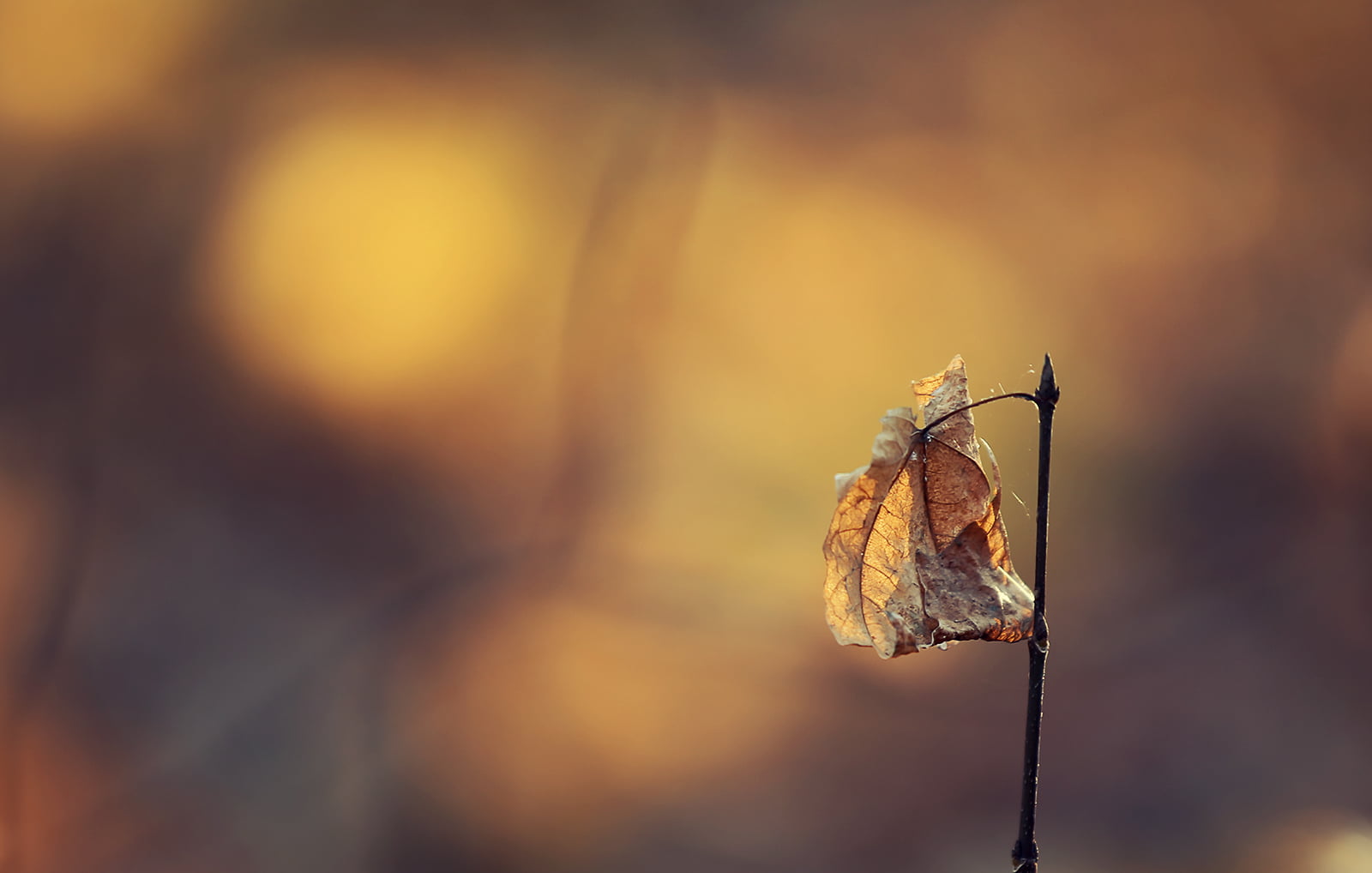selective, Life, Plant, Autumn  Leaf, DSRL, Shadows, Montreal, Yellow, Monochrome, Sepia, Composition, last one, Light, Orange, Sunset, close-up, dry, dof, HD Wallpaper