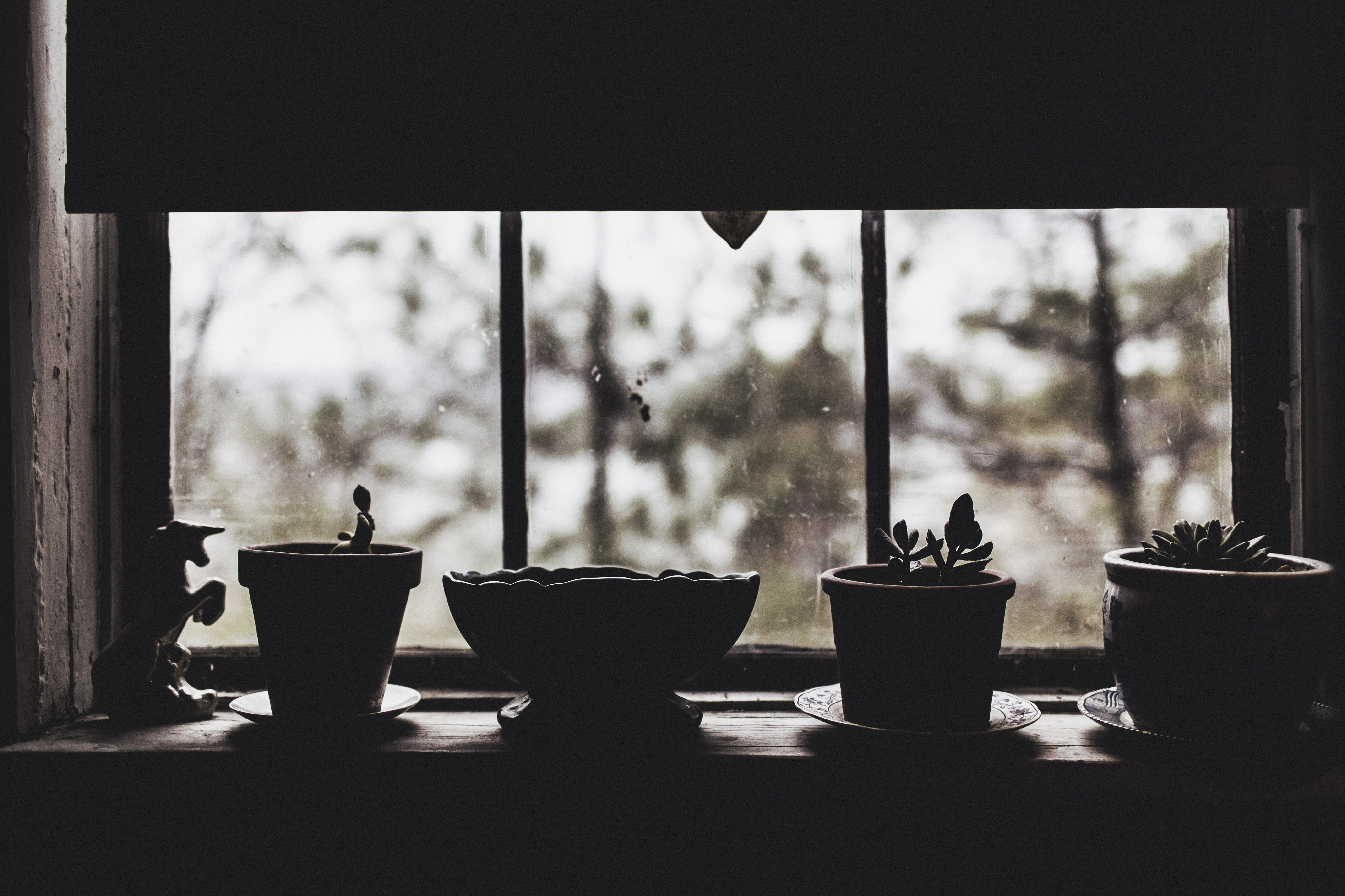unicorn, no People, close-up, container, potted plant, indoors, glass - material, repetition, objects, transparent, lazy, four, light, sad, succulent plant, HD Wallpaper